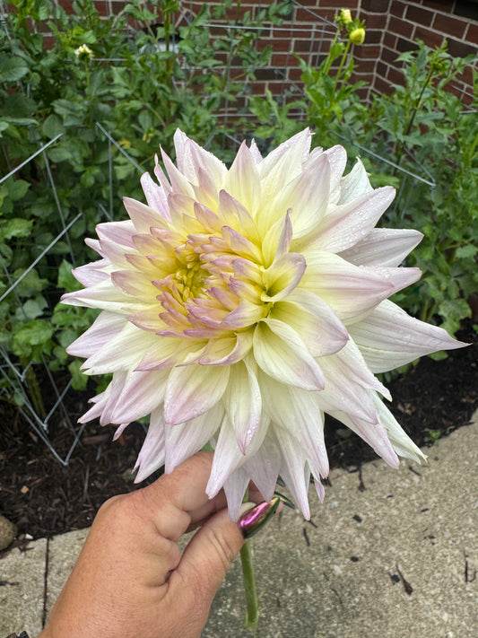 Netherton Cindy - Dahlia - Tuber