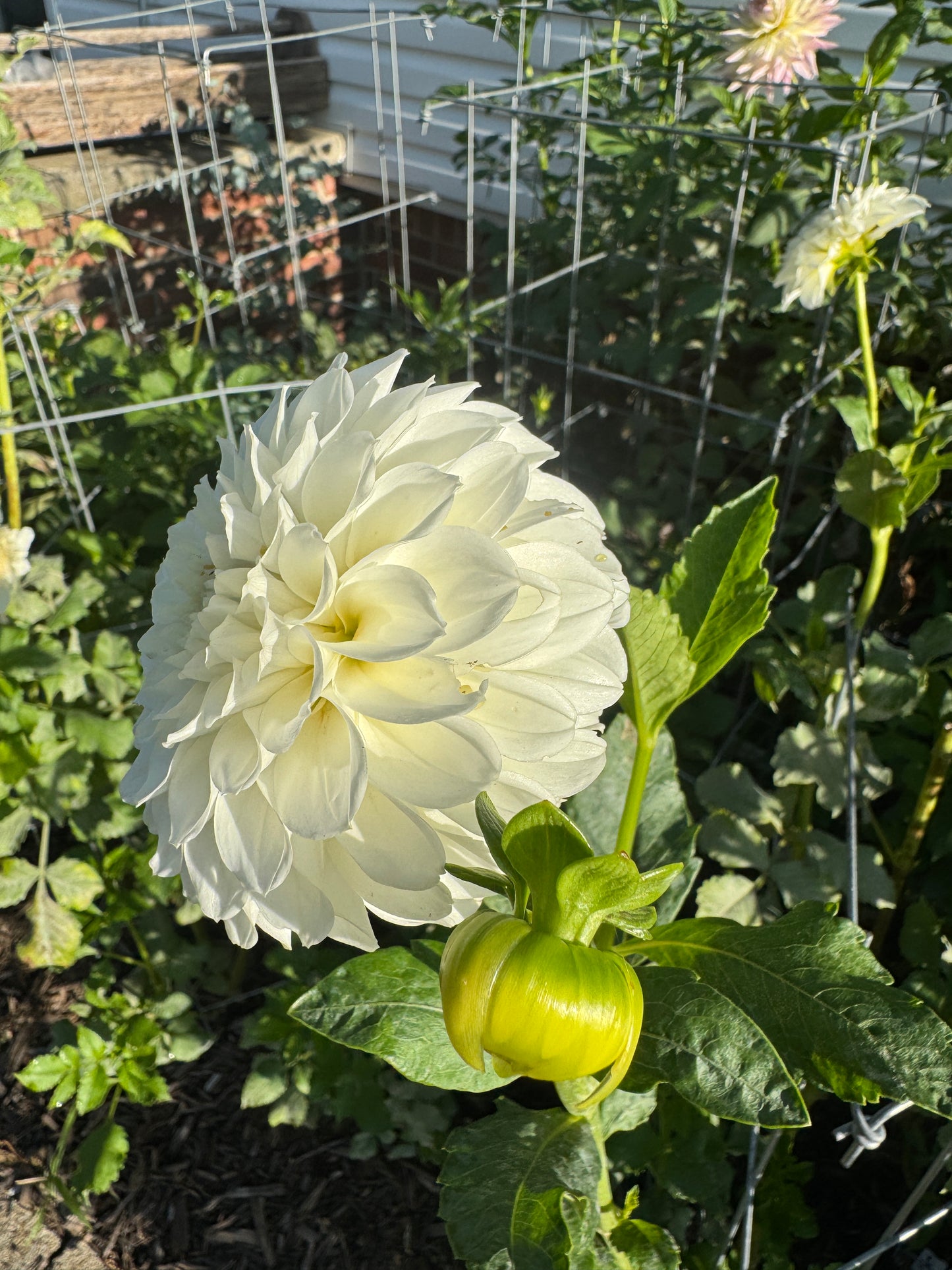 Irish Ruffles - Dahlia Tuber