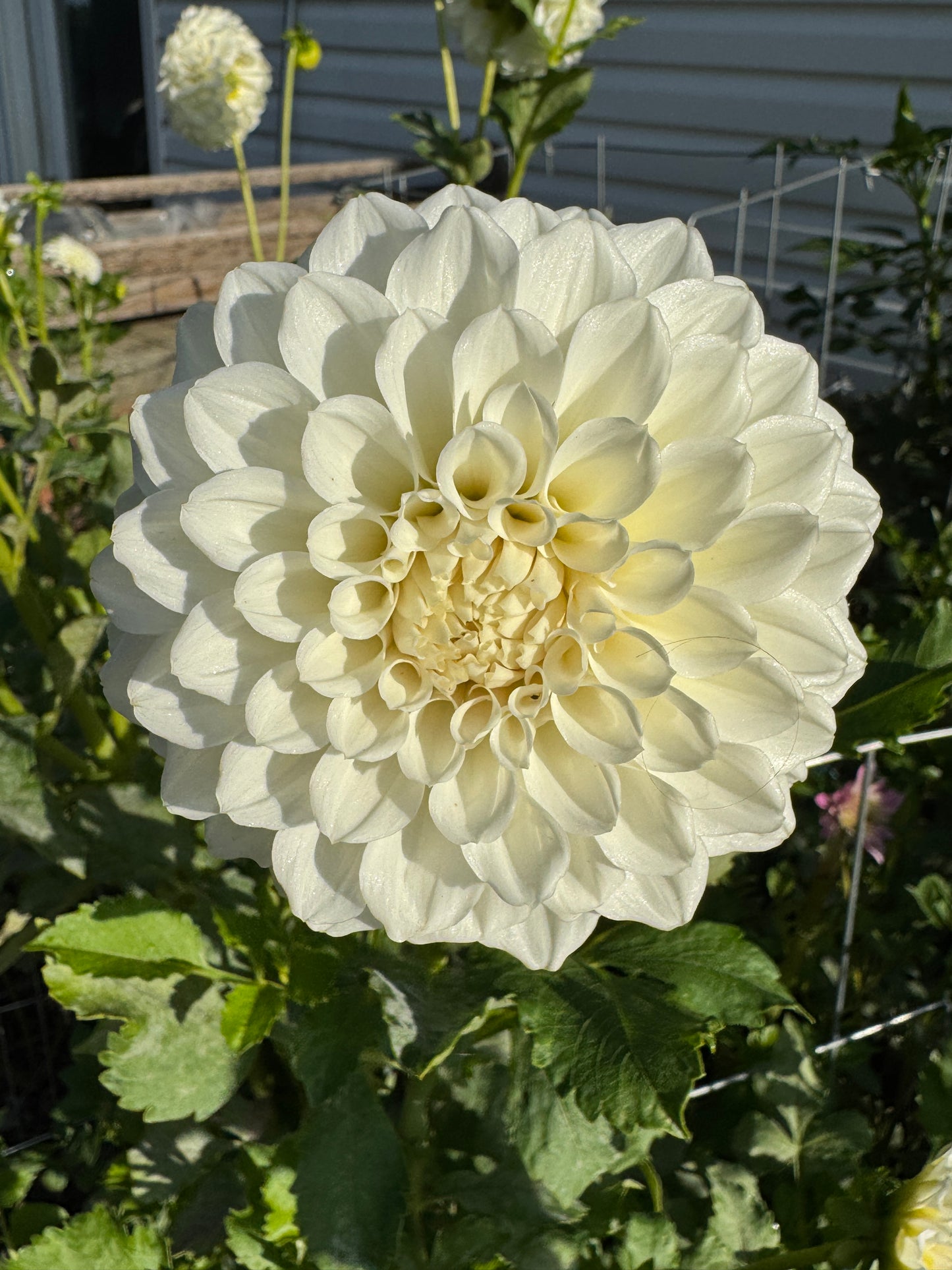 Irish Ruffles - Dahlia Tuber