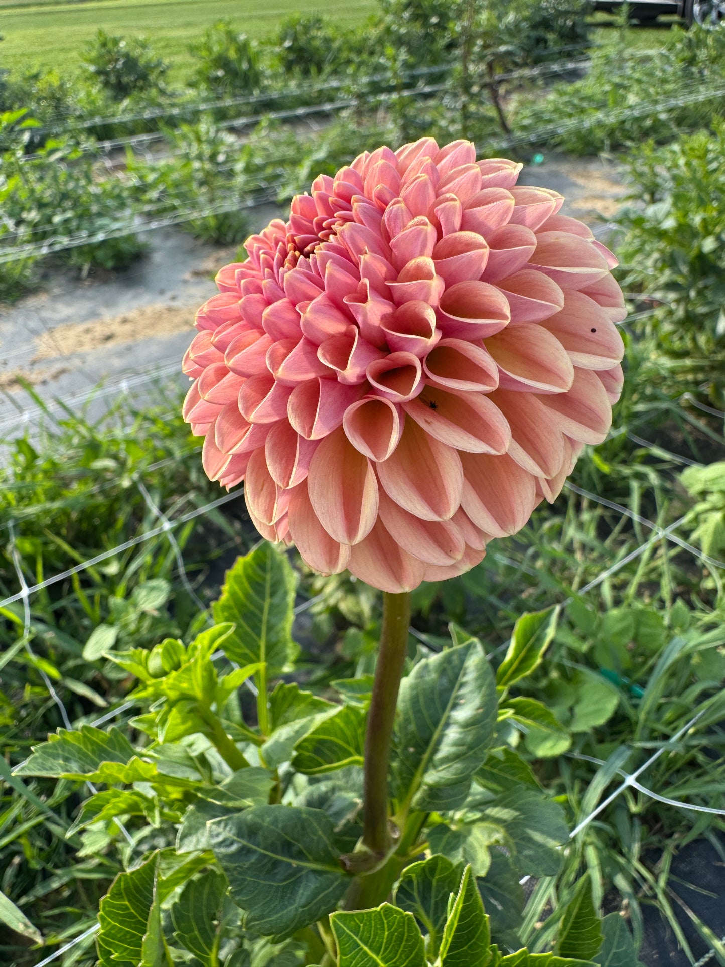 Valley Tawny - Tuber