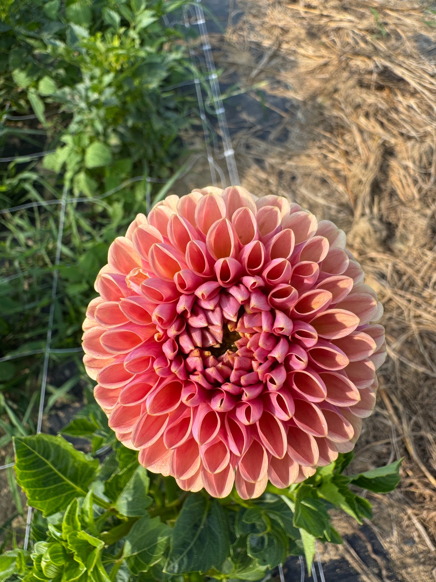 Valley Tawny - Tuber