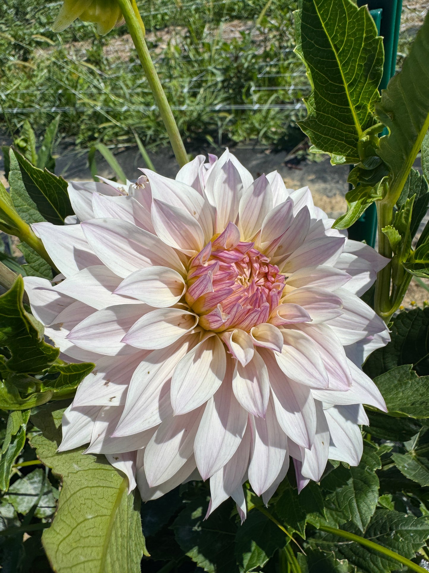Bloomquist Compare -  Dahlia - Spring CUTTING