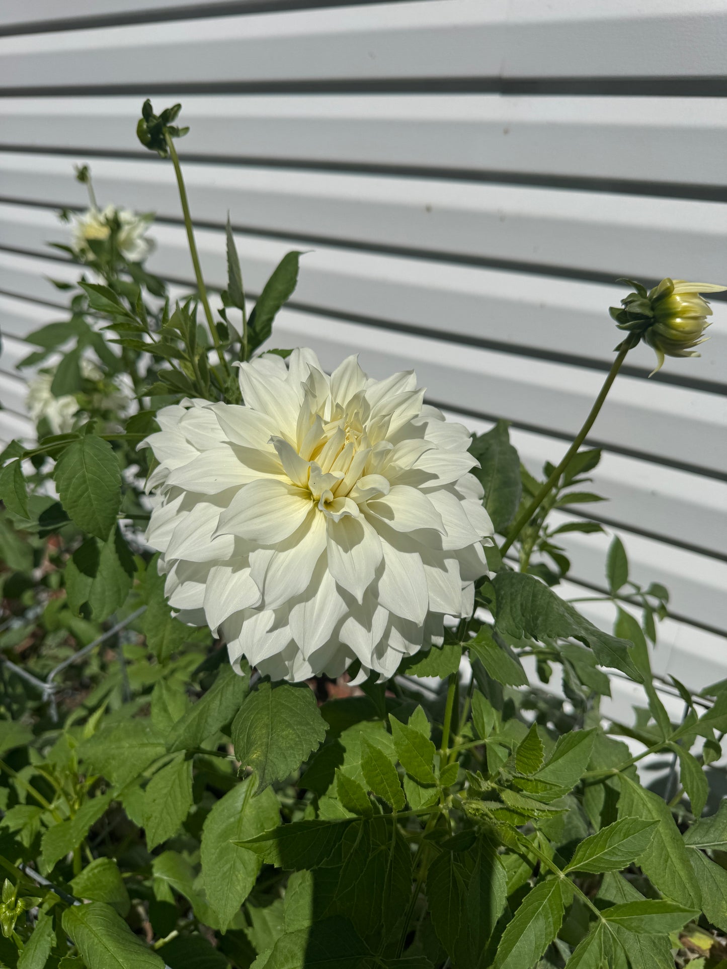 Snowbound - Dahlia - Tuber