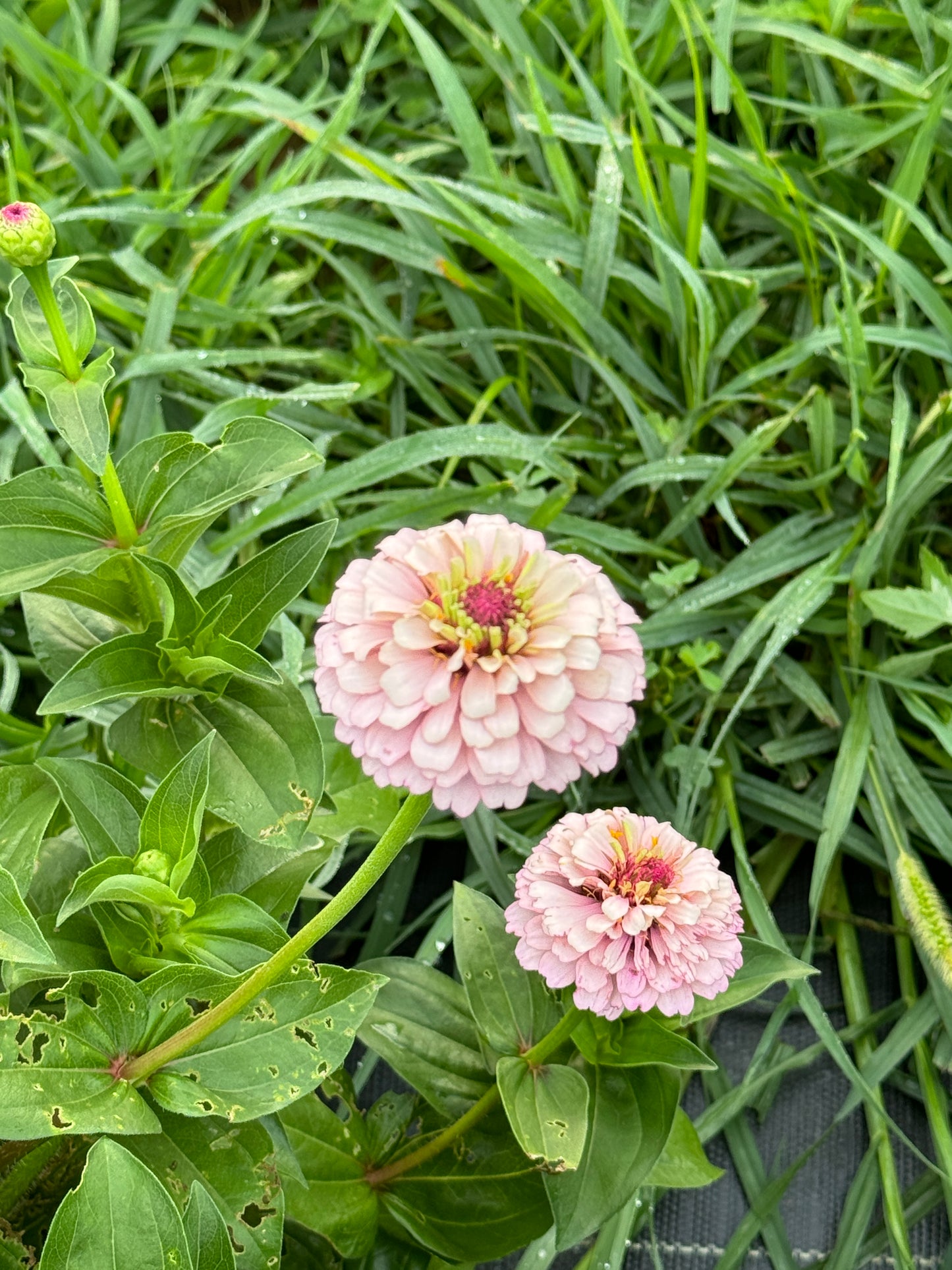 Zinnia Seed - Victorian Pastels