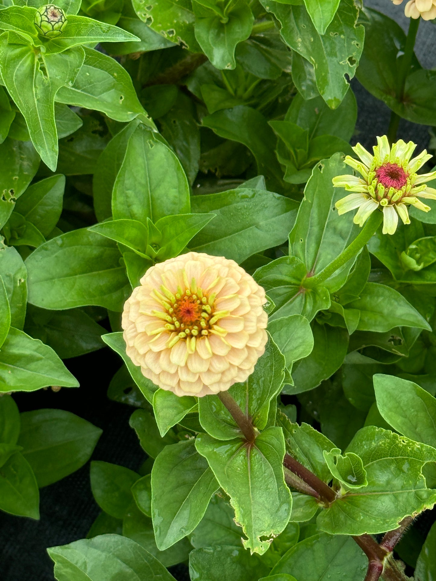 Zinnia Seed - Victorian Pastels