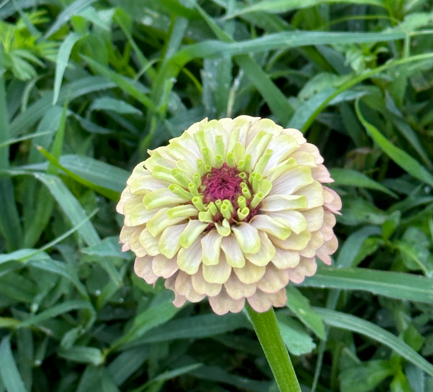 Zinnia Seed - Victorian Pastels