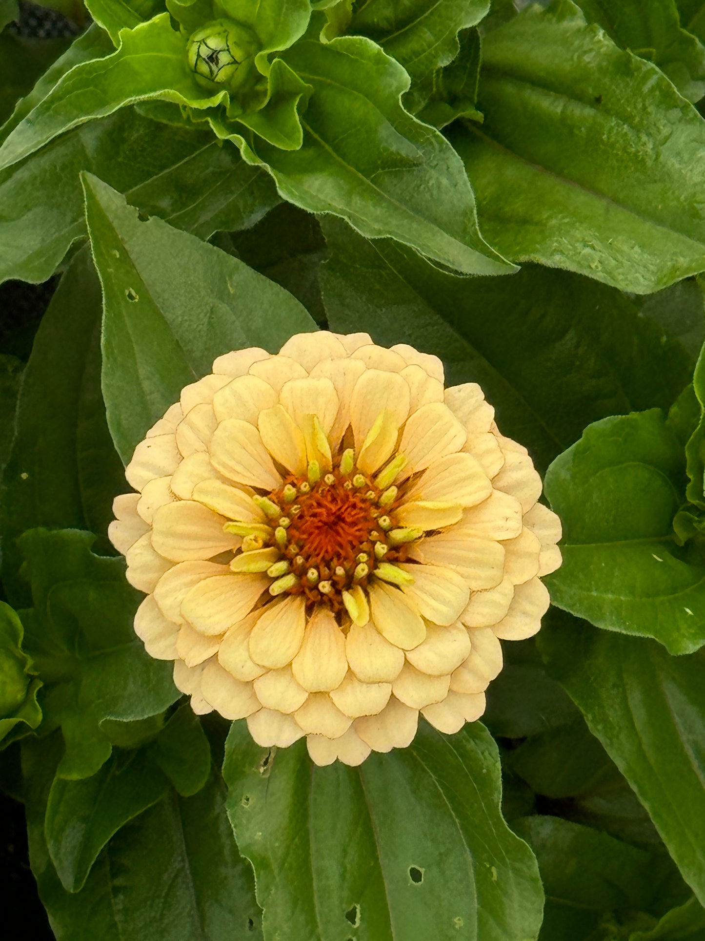 Zinnia Seed - Victorian Pastels