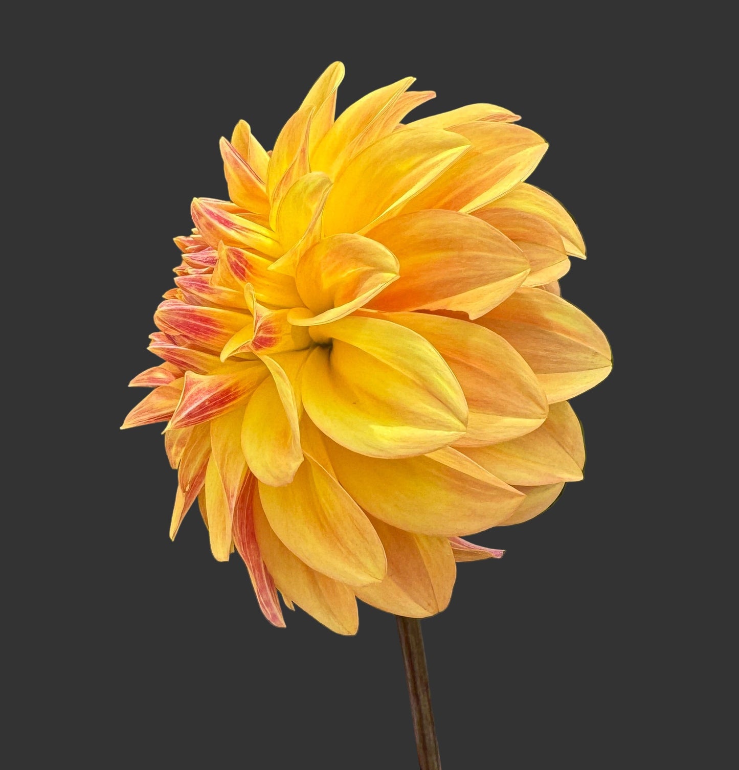 Miss Amara - Dahlia - Spring CUTTING