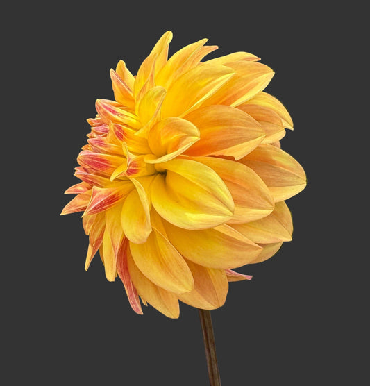 Miss Amara - Dahlia - Spring CUTTING