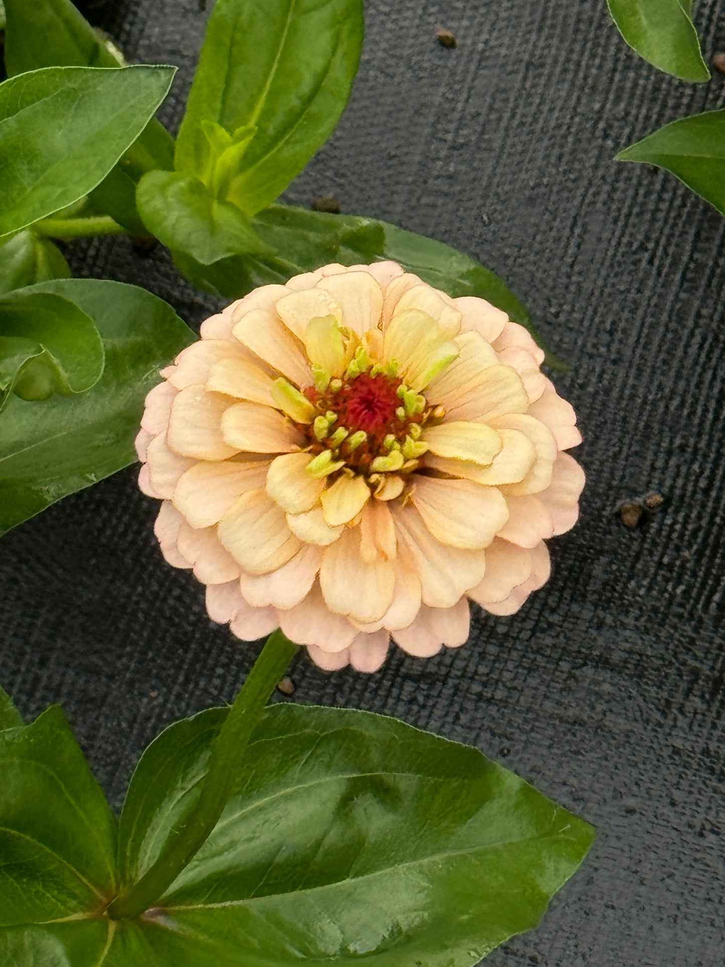 Zinnia Seed - Victorian Pastels