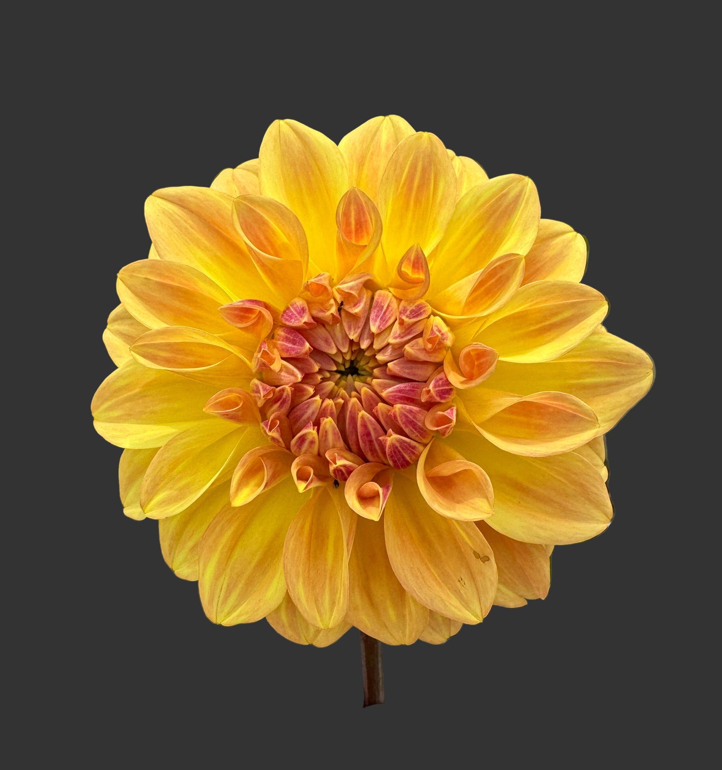 Miss Amara - Dahlia - Spring CUTTING