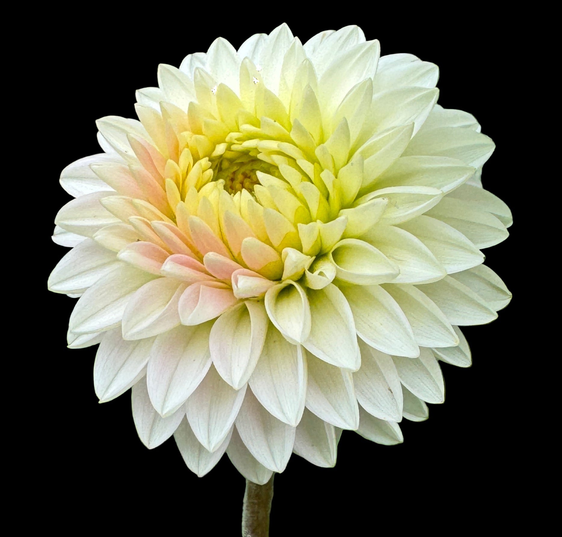 Cream-colored flower with green leaves in a natural setting