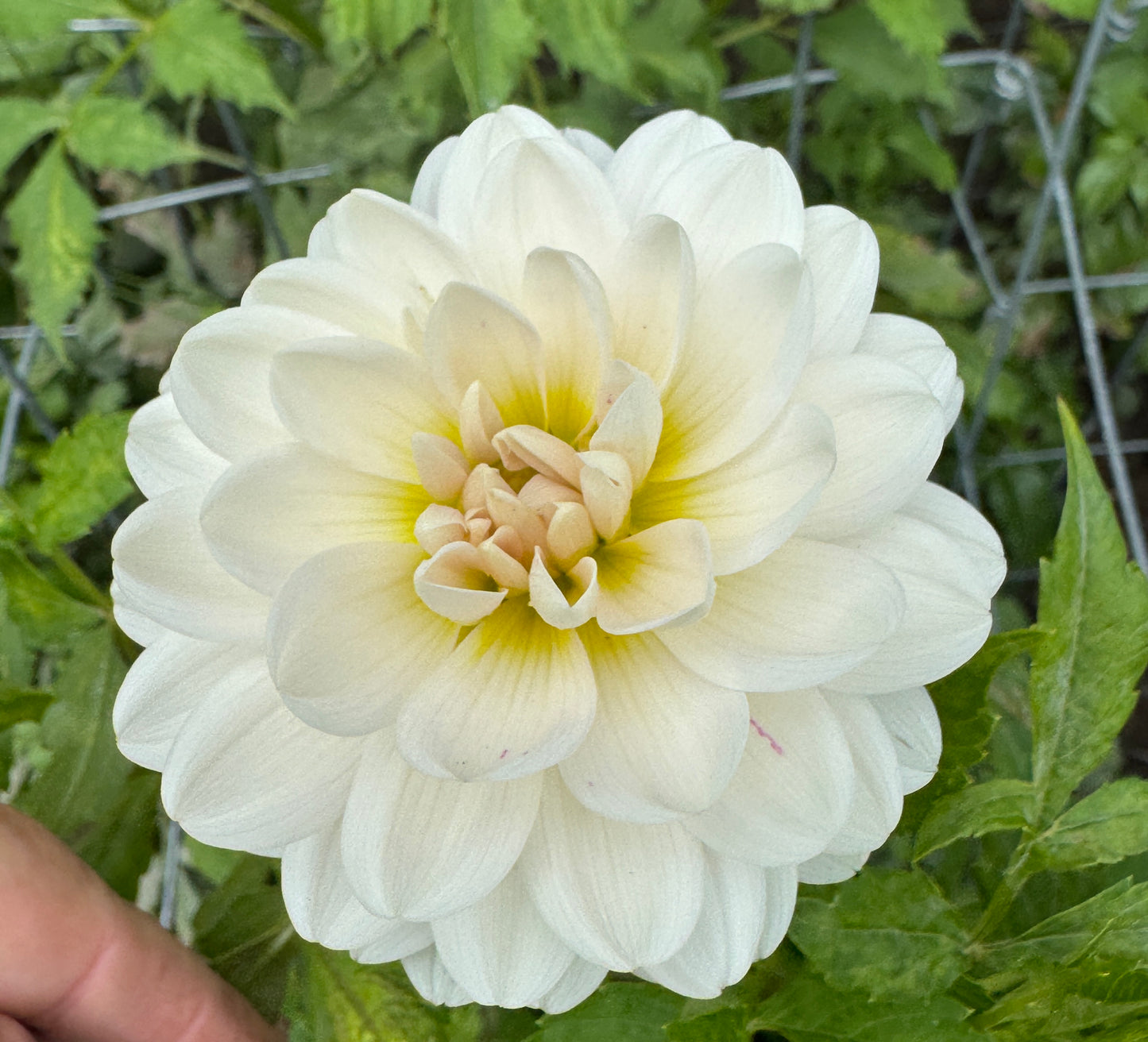Kelgai Ann -  Dahlia - Spring CUTTING