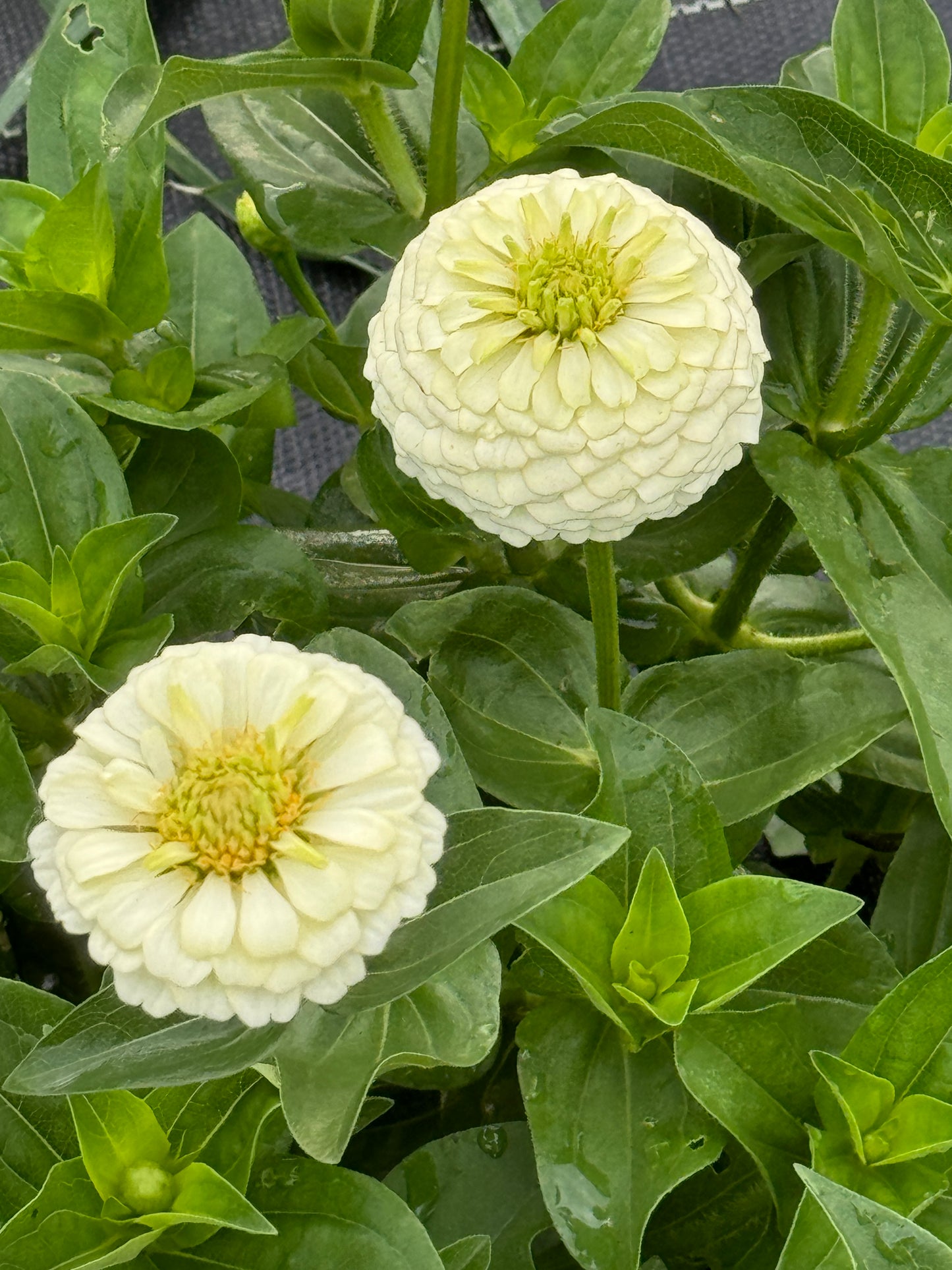 Zinnia Seed - Victorian Pastels