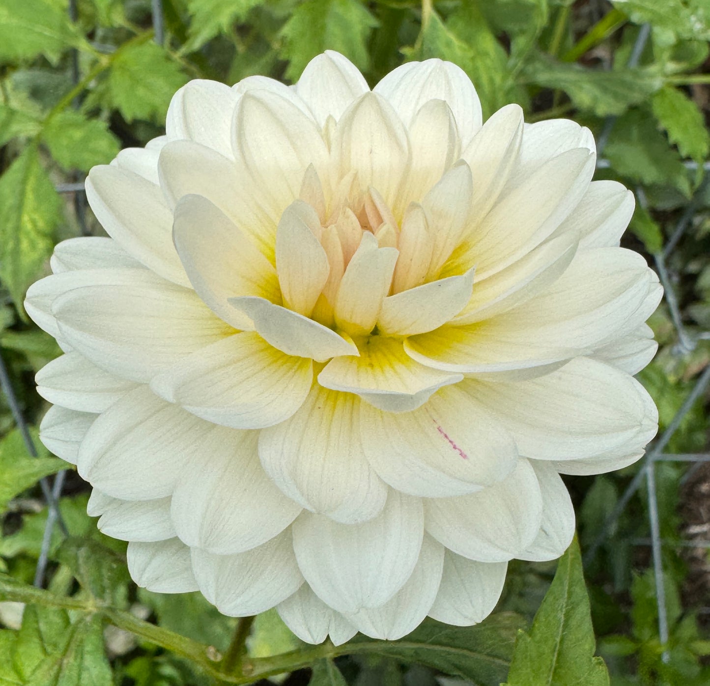 Kelgai Ann -  Dahlia - Spring CUTTING