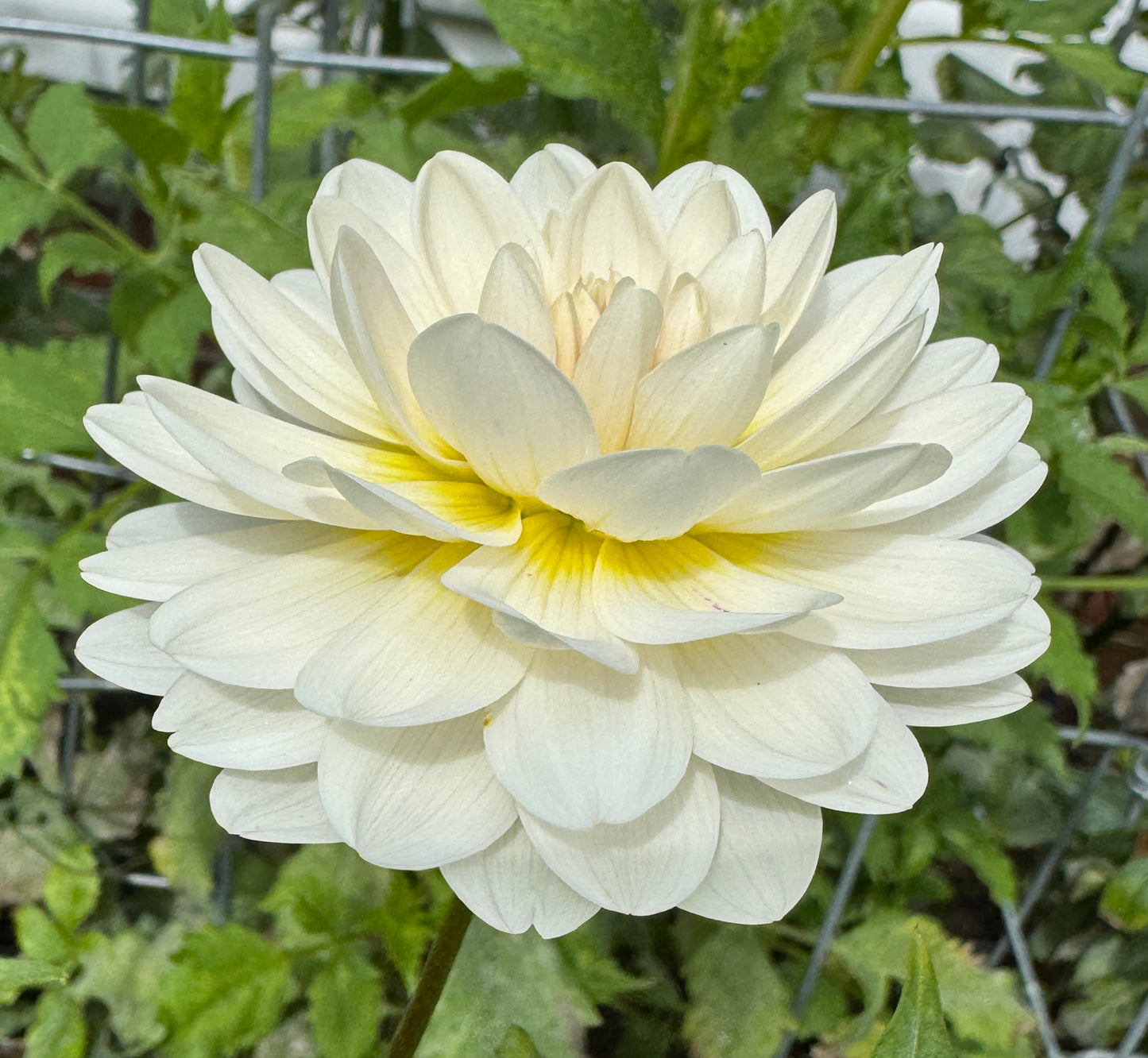 Kelgai Ann -  Dahlia - Spring CUTTING