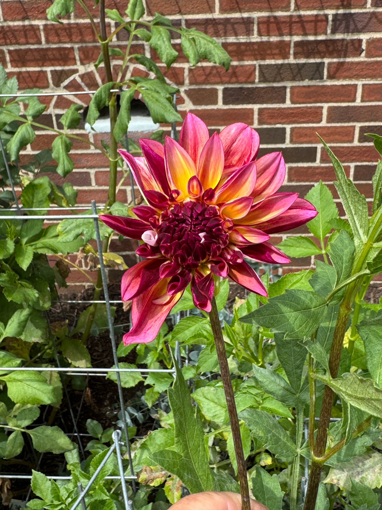 Caribbean Fantasy - Dahlia Tuber