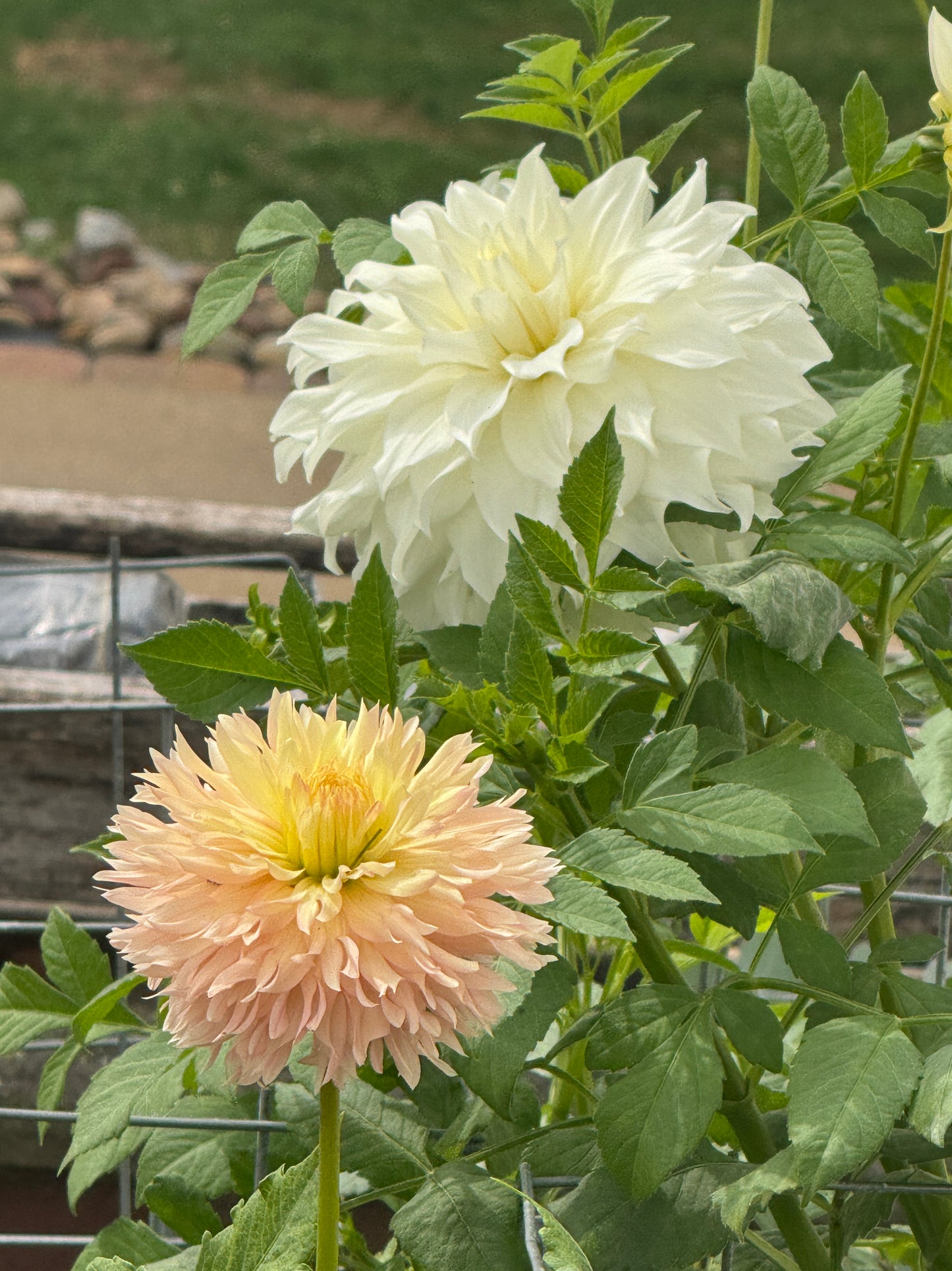 Snowbound - Dahlia - Tuber