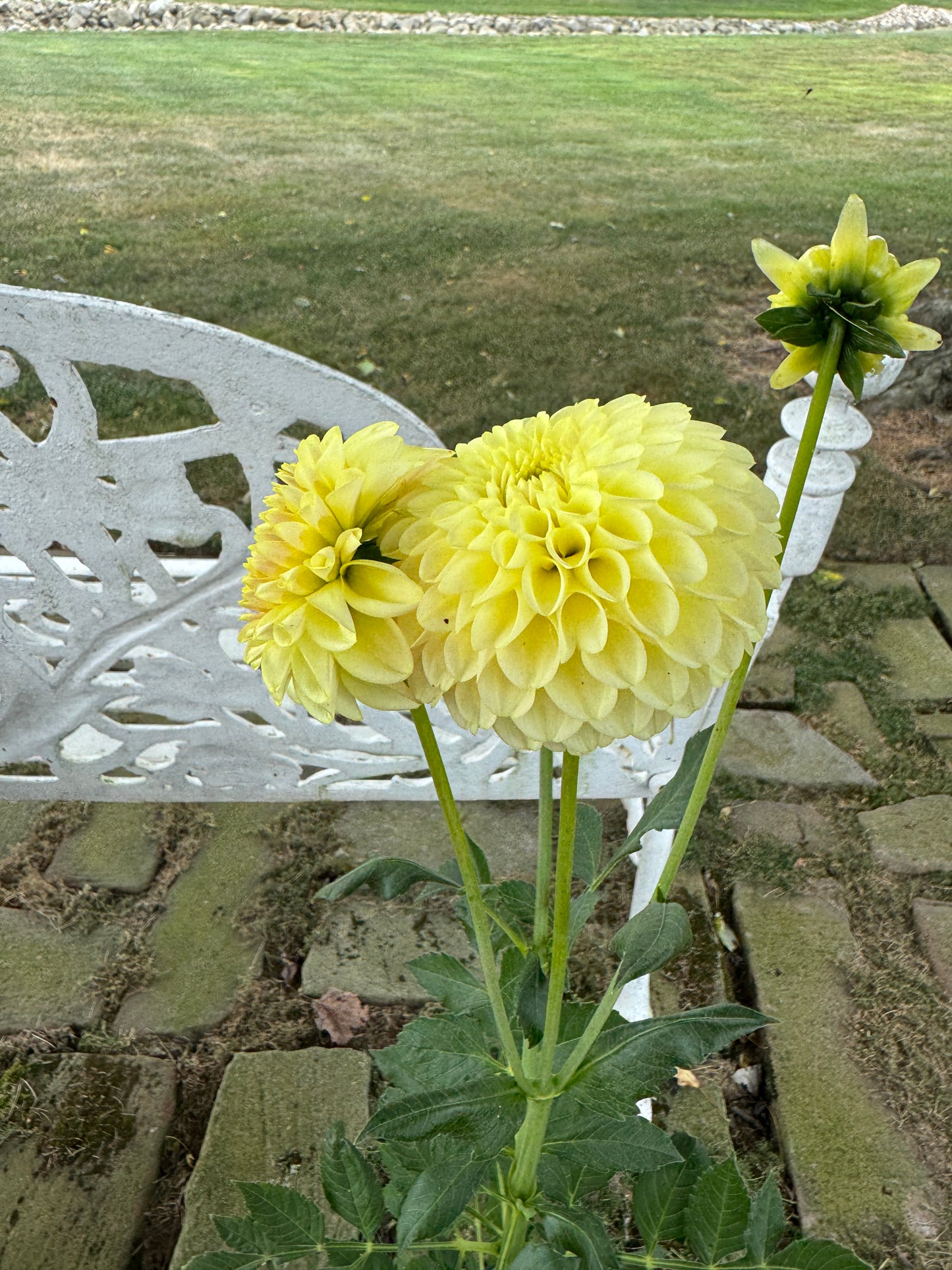 Skipley Moonglow - Dahlia - Tuber