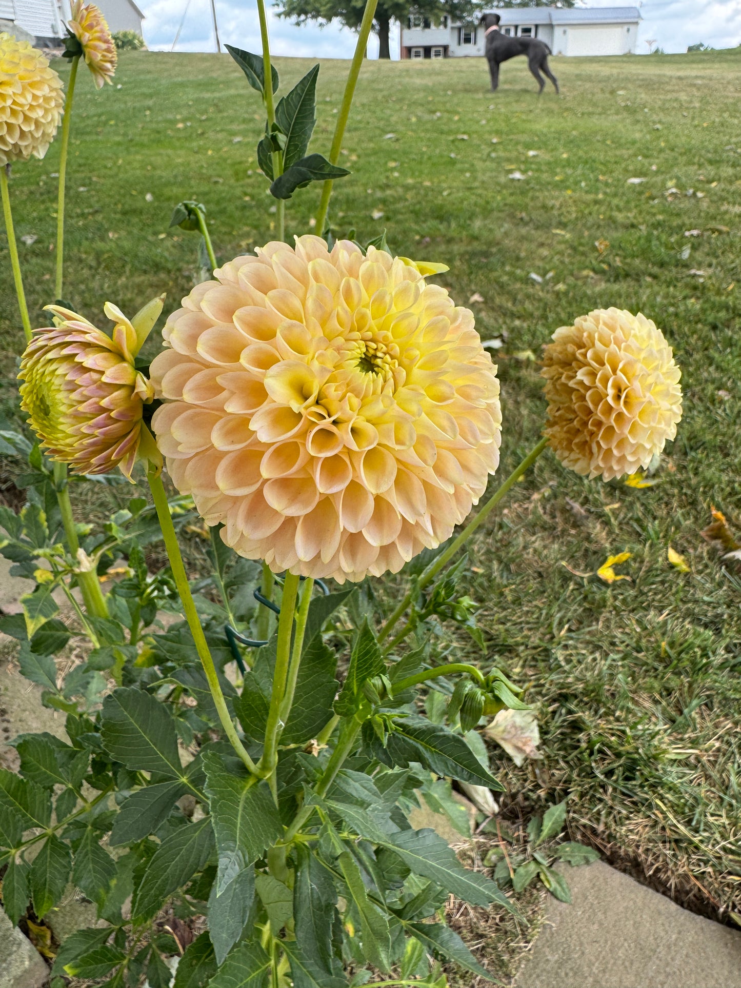 Skipley Moonglow - Dahlia - Tuber