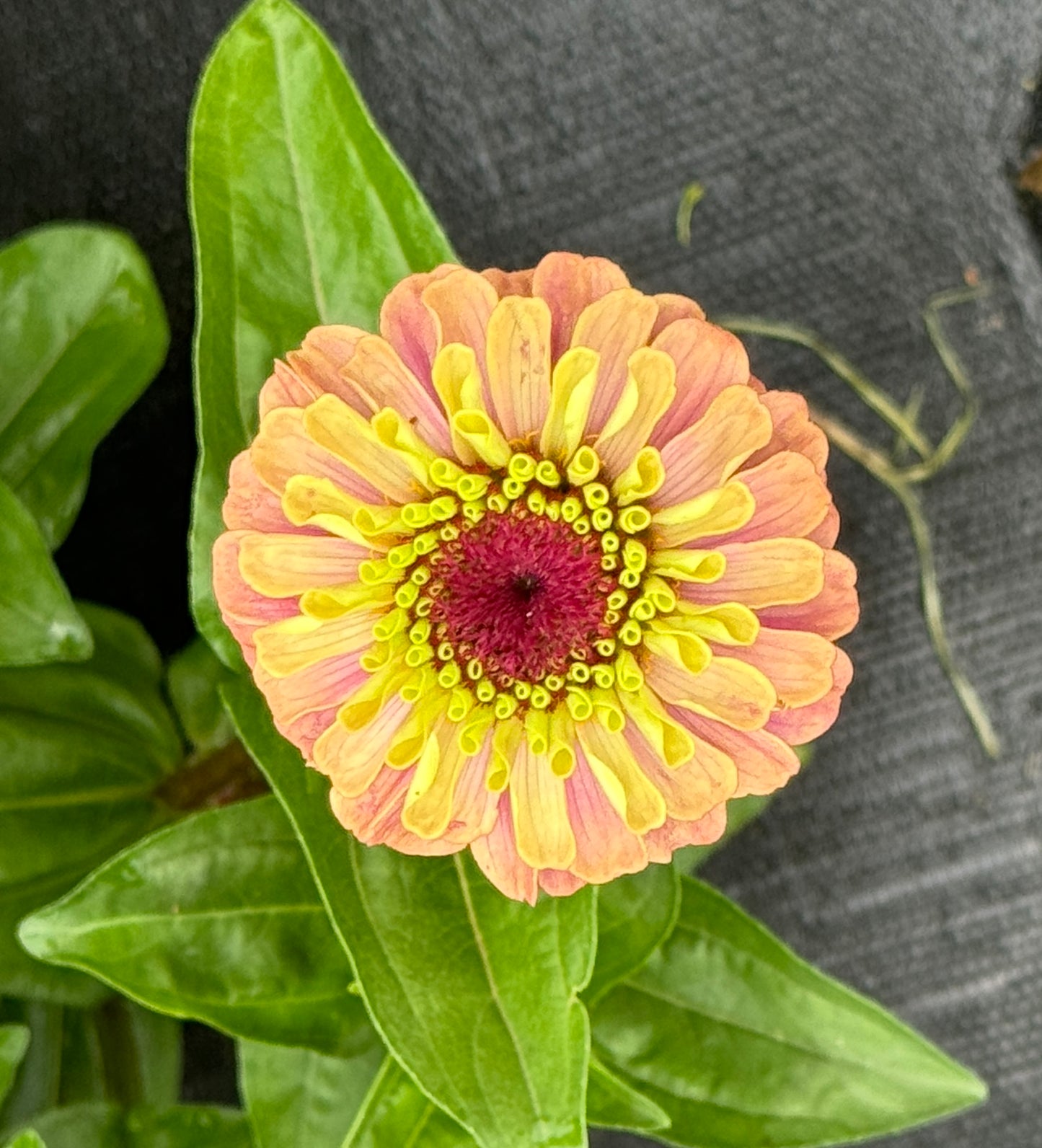 Zinnia Seed - Victorian Pastels