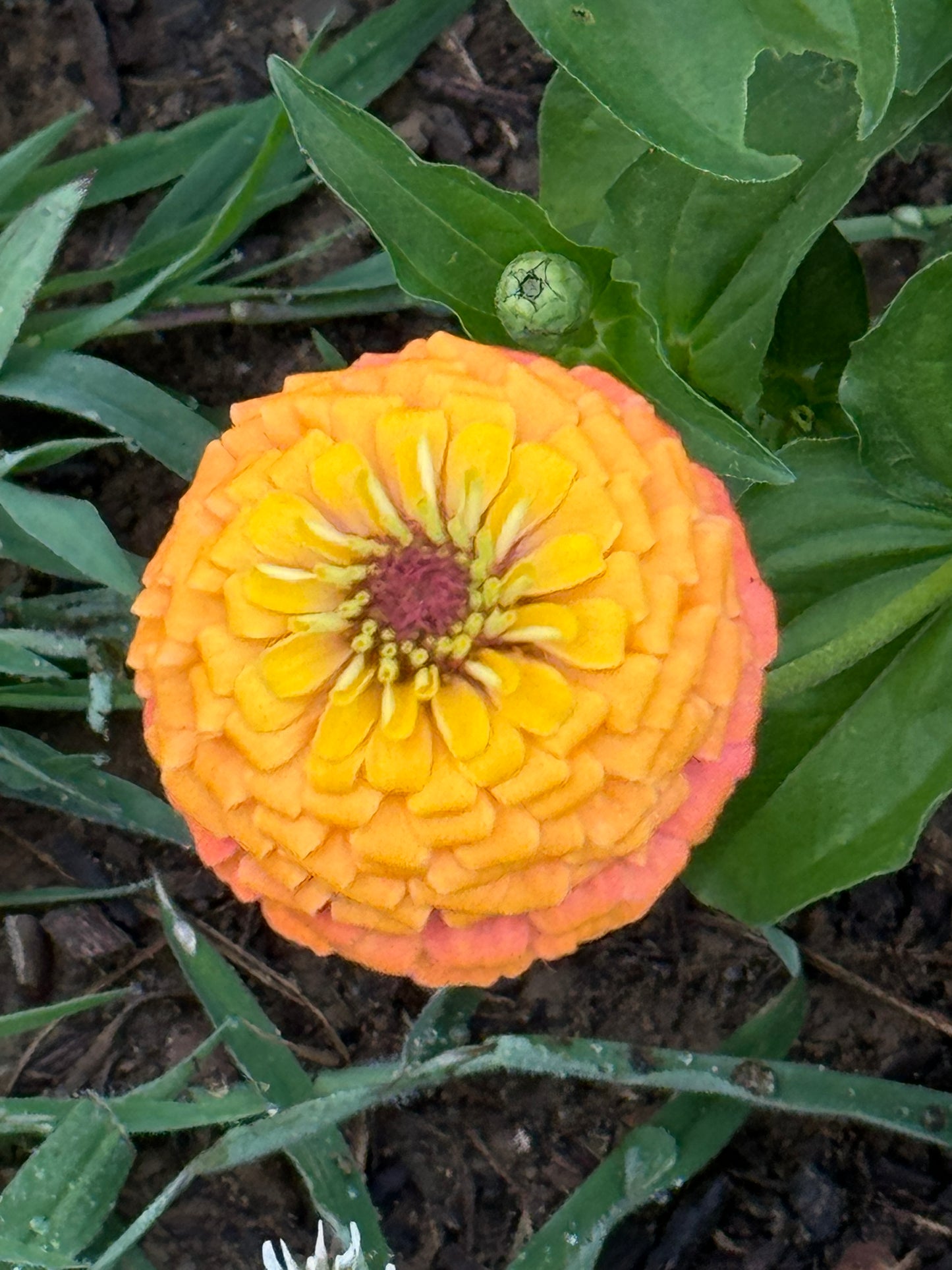 Zinnia Seed - Rainbow Mix