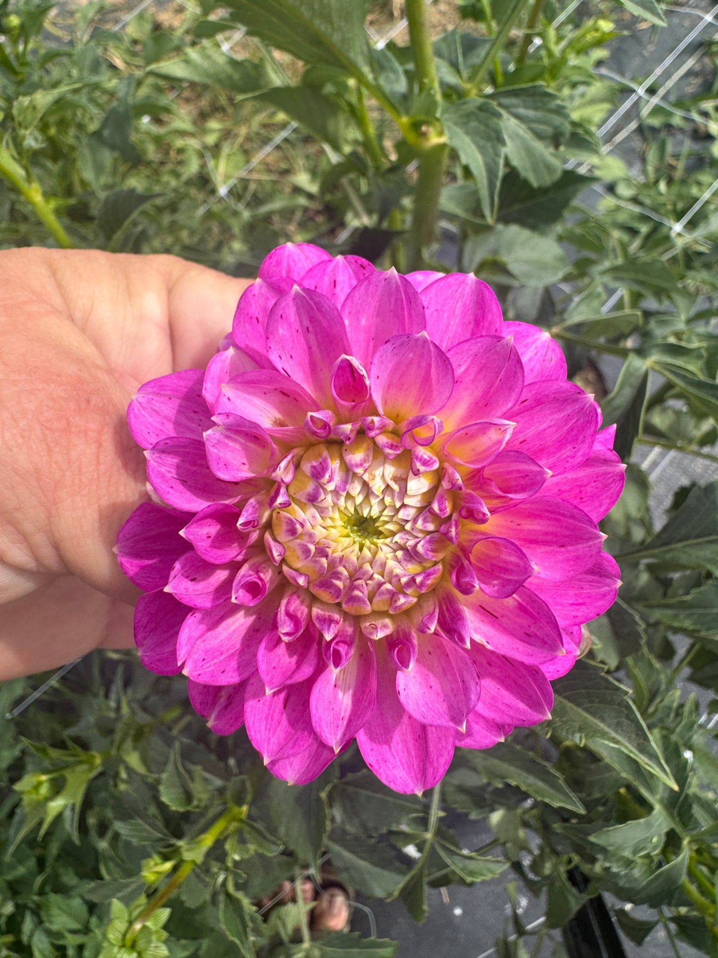 River’s Tipsy - Dahlia - Spring CUTTING