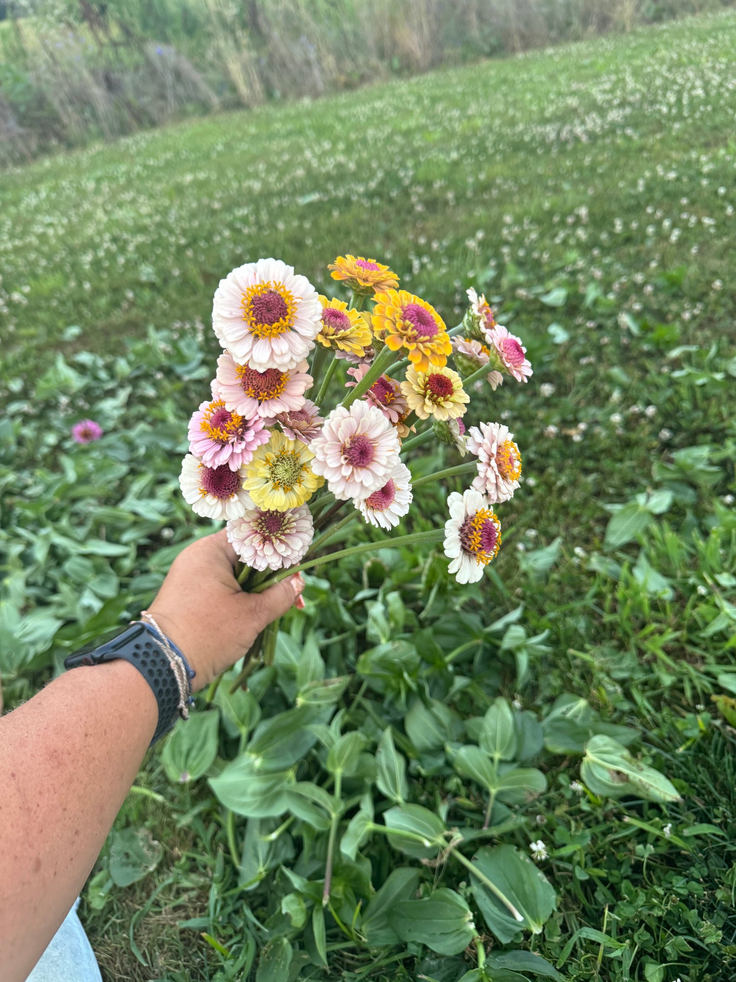 Zinnia Seed - Petite Pastels