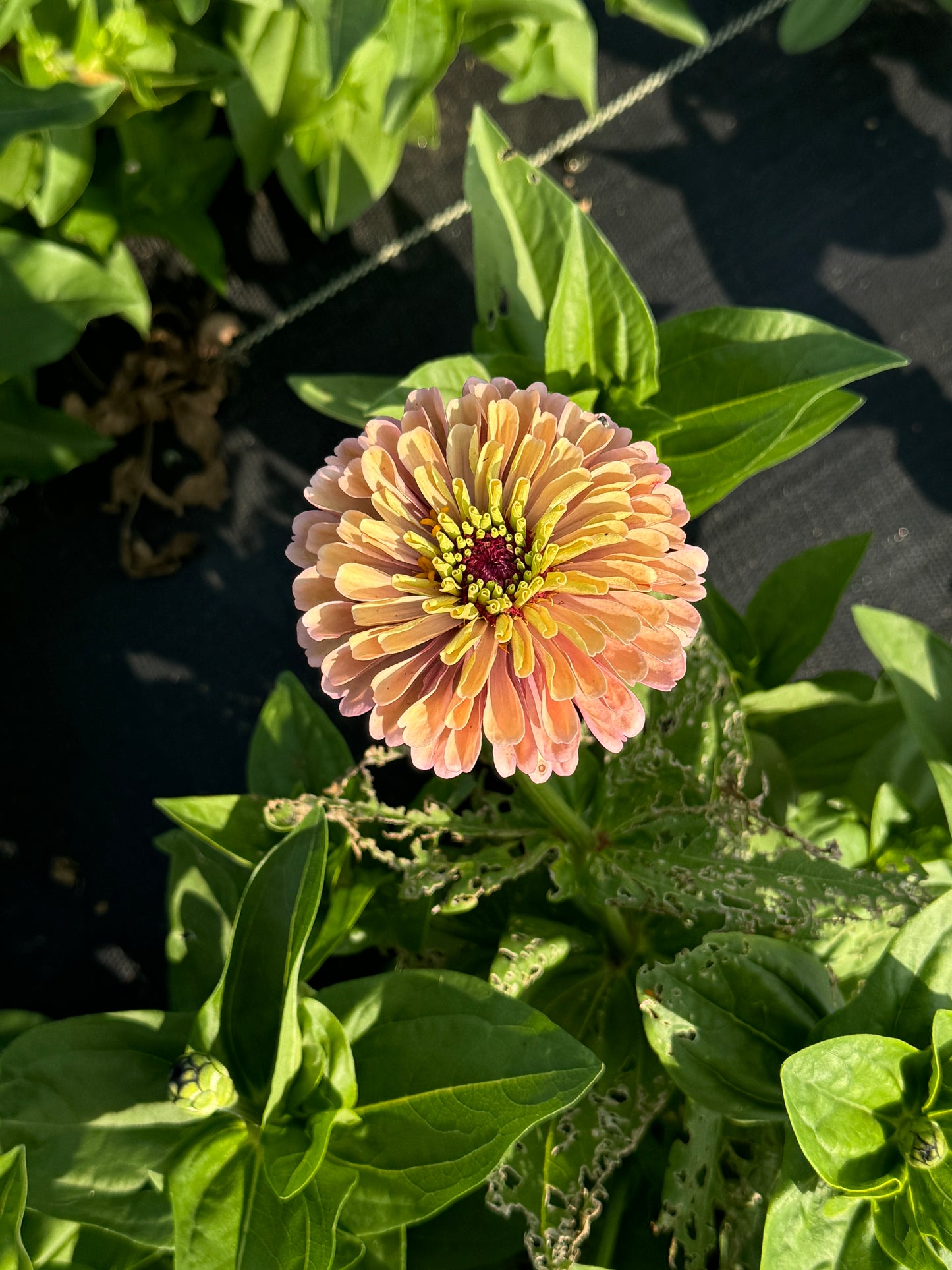 Zinnia Seed - Victorian Pastels