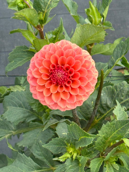 Rose Toscano - Dahlia Tuber