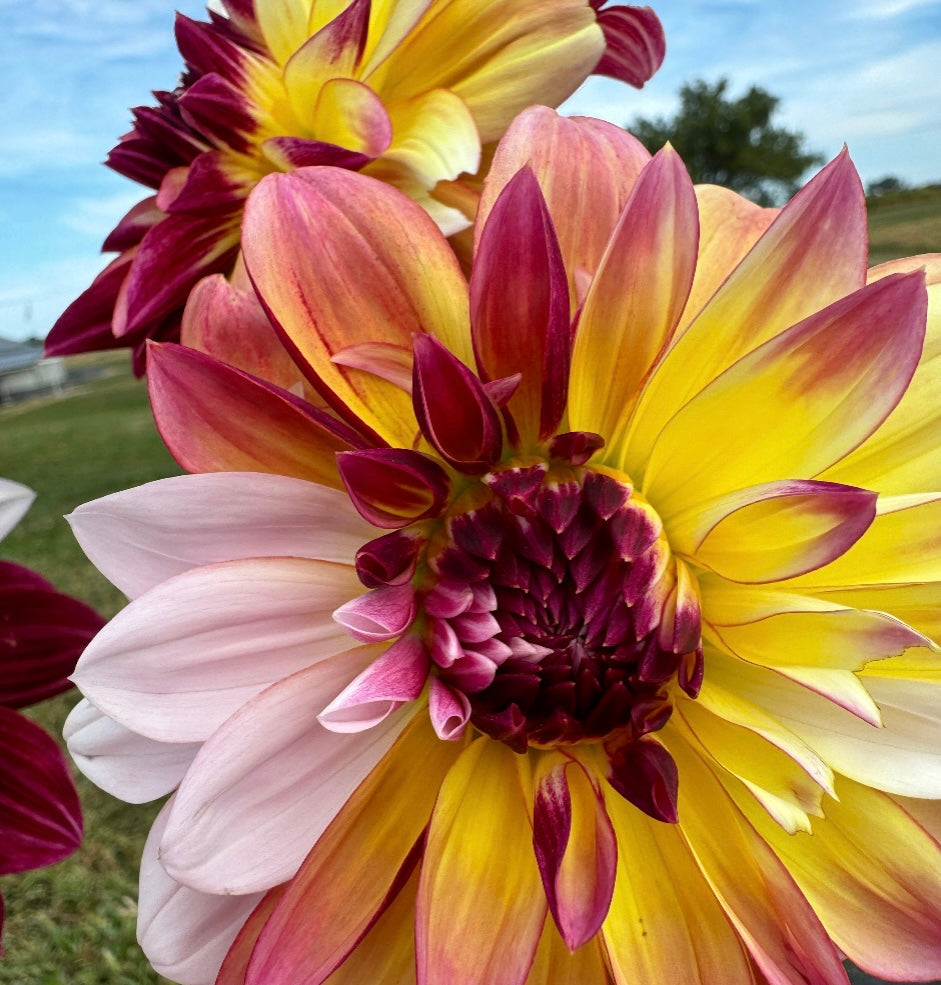 Caribbean Fantasy - Dahlia Tuber