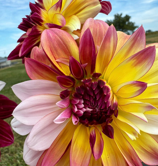 Caribbean Fantasy - Dahlia Tuber
