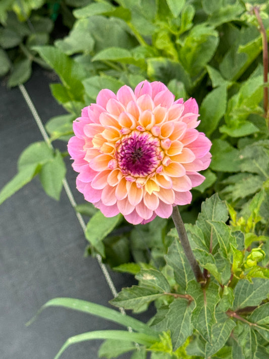 Wine Eyed Jill - Dahlia Tuber