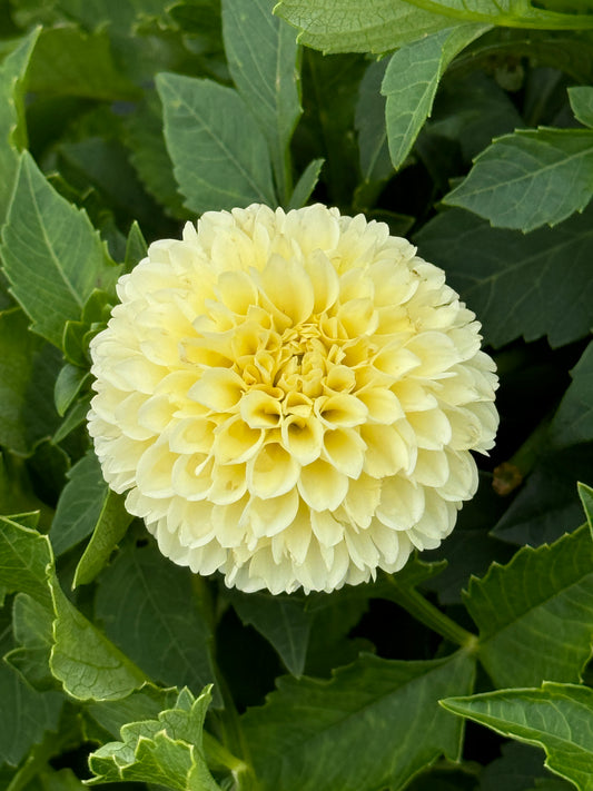 Creamy - Dahlia Tuber