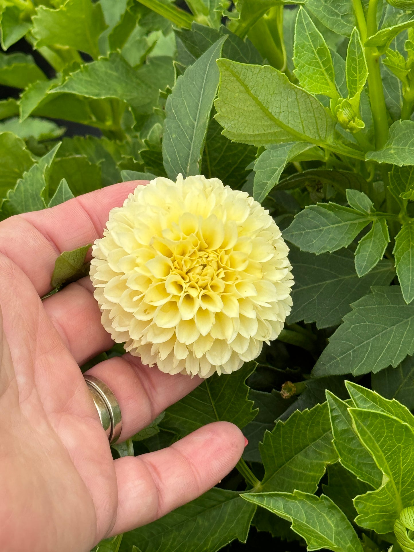 Creamy - Dahlia Tuber