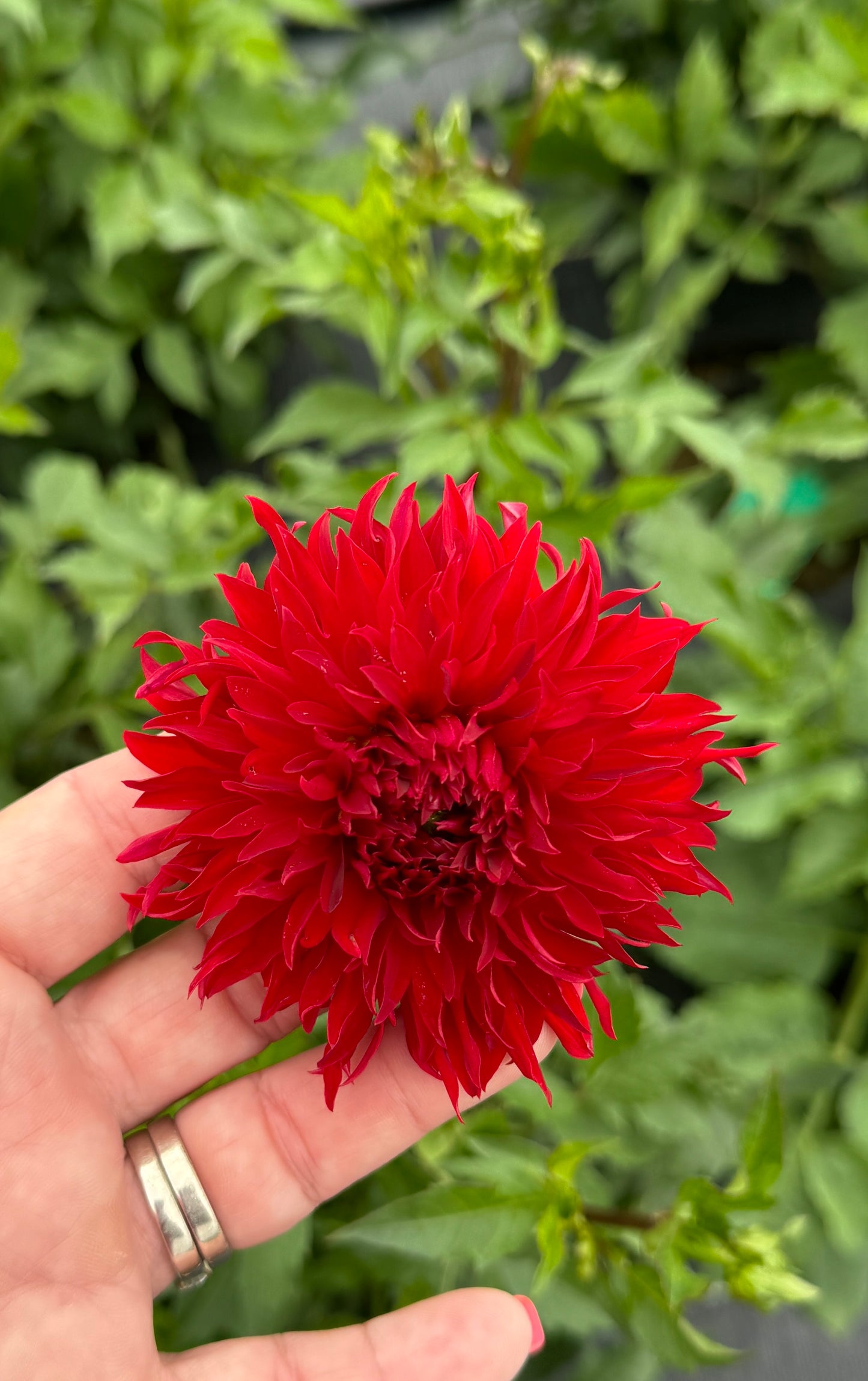 Skywalker- Dahlia - Tuber