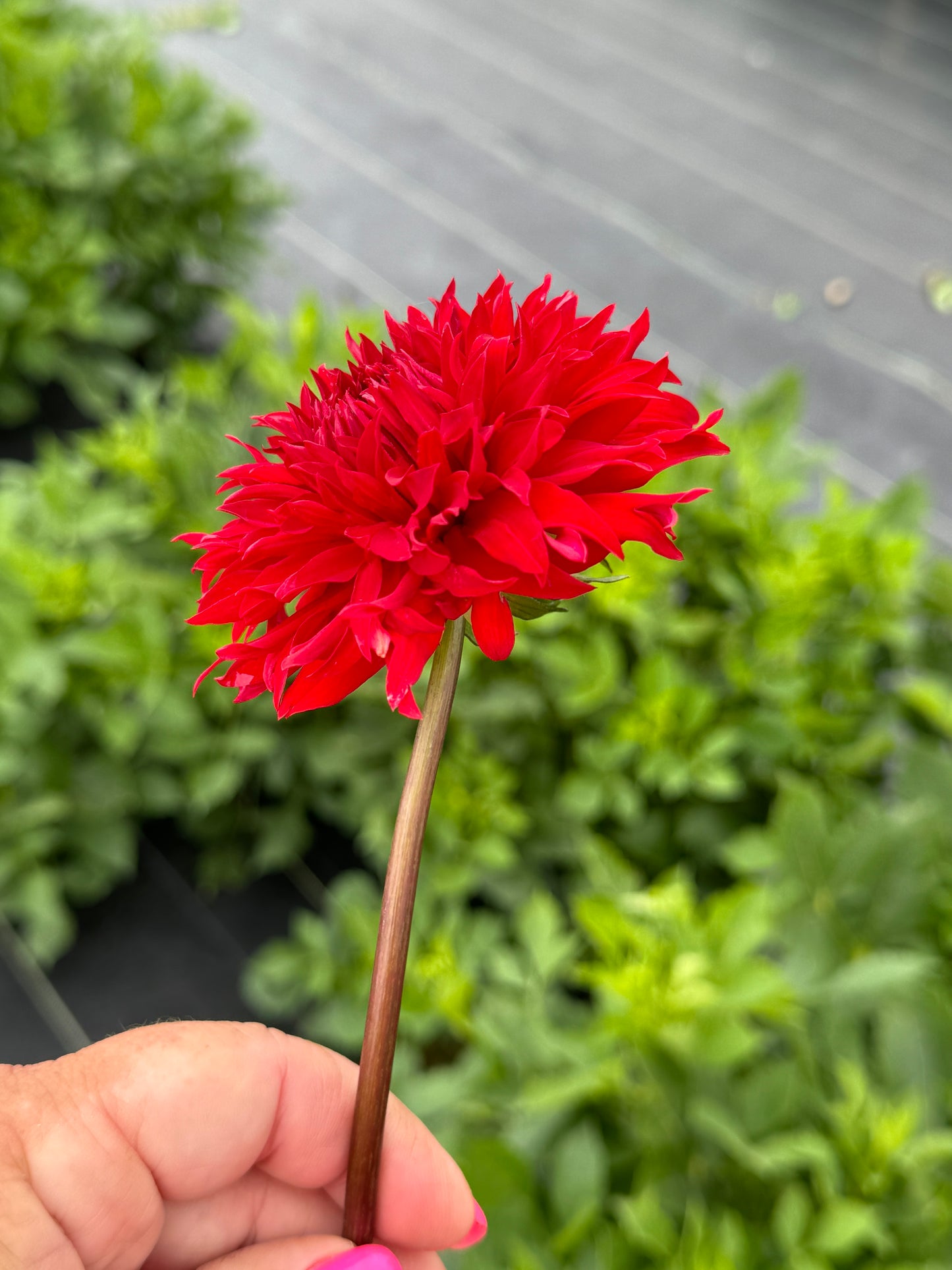 Skywalker- Dahlia - Tuber