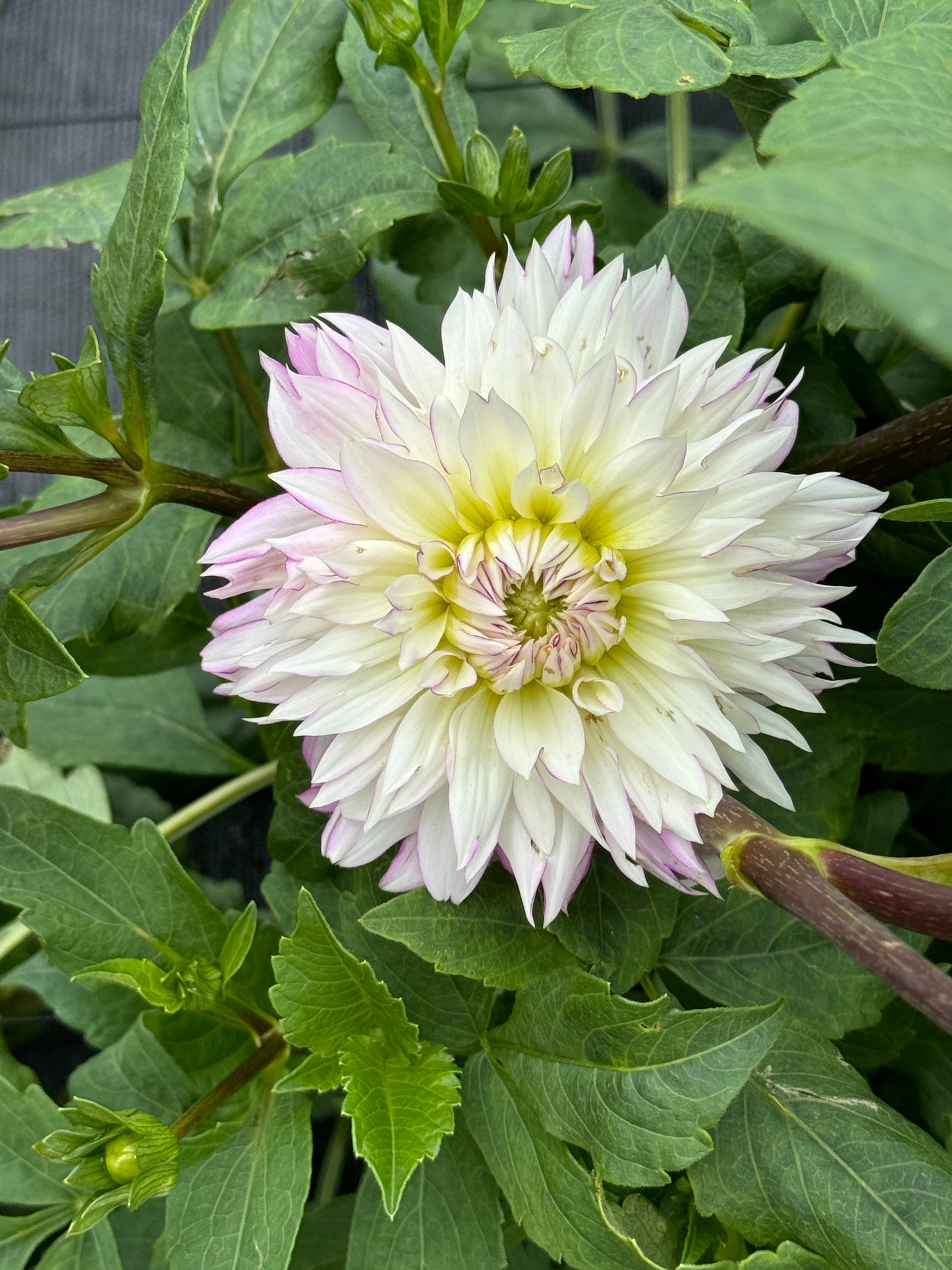 Crazy Love - Dahlia Tuber