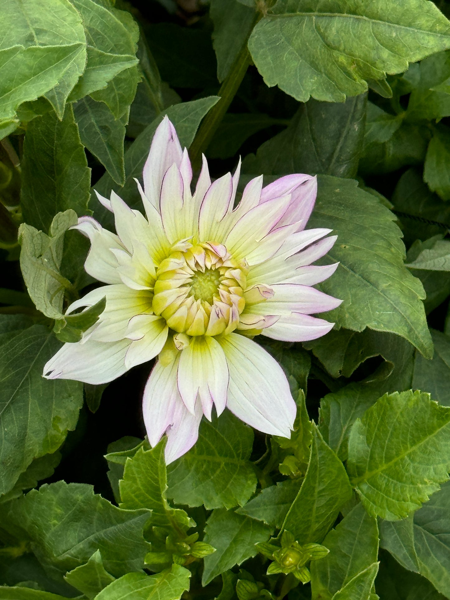 Crazy Love - Dahlia Tuber