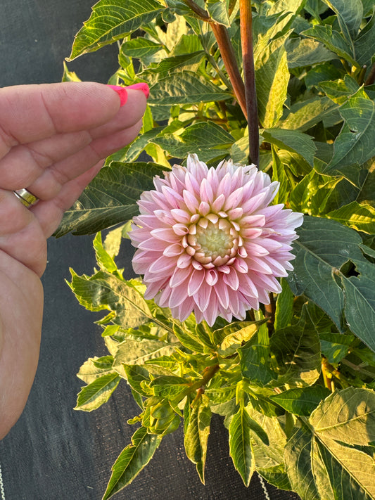 Strawberry Cream - Dahlia Tuber