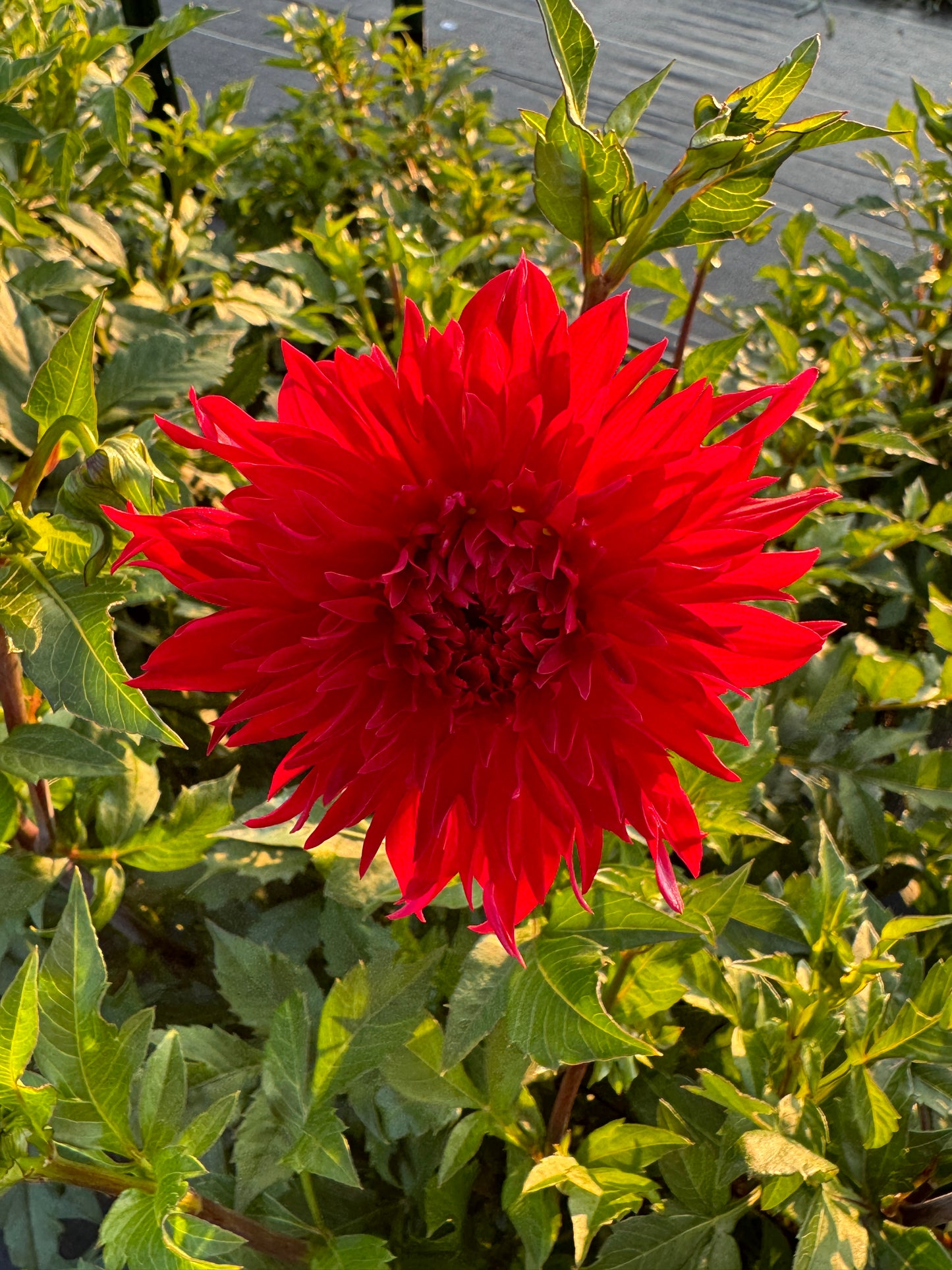 Skywalker- Dahlia - Tuber