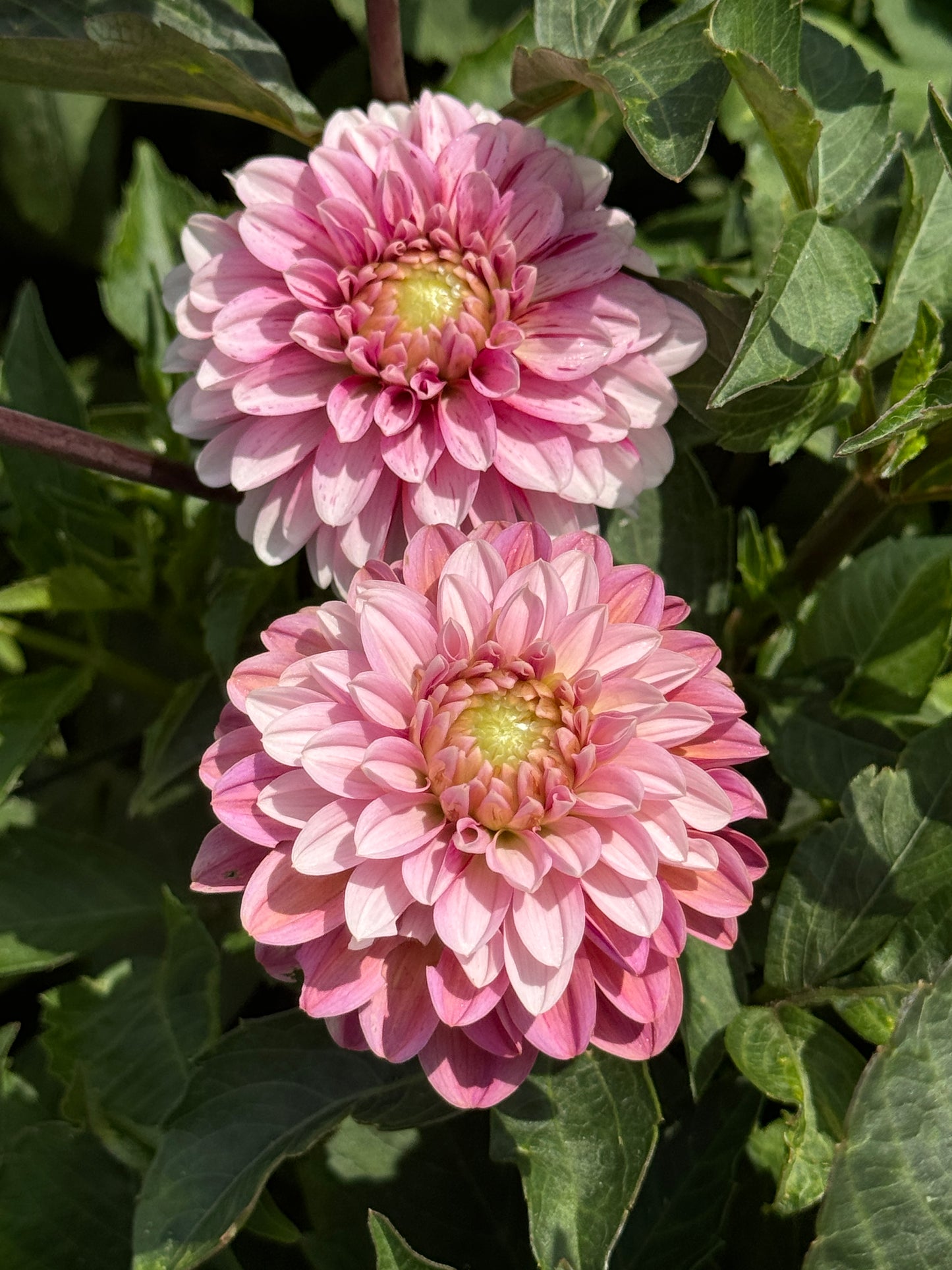 Mocha Jo - Dahlia - Tuber