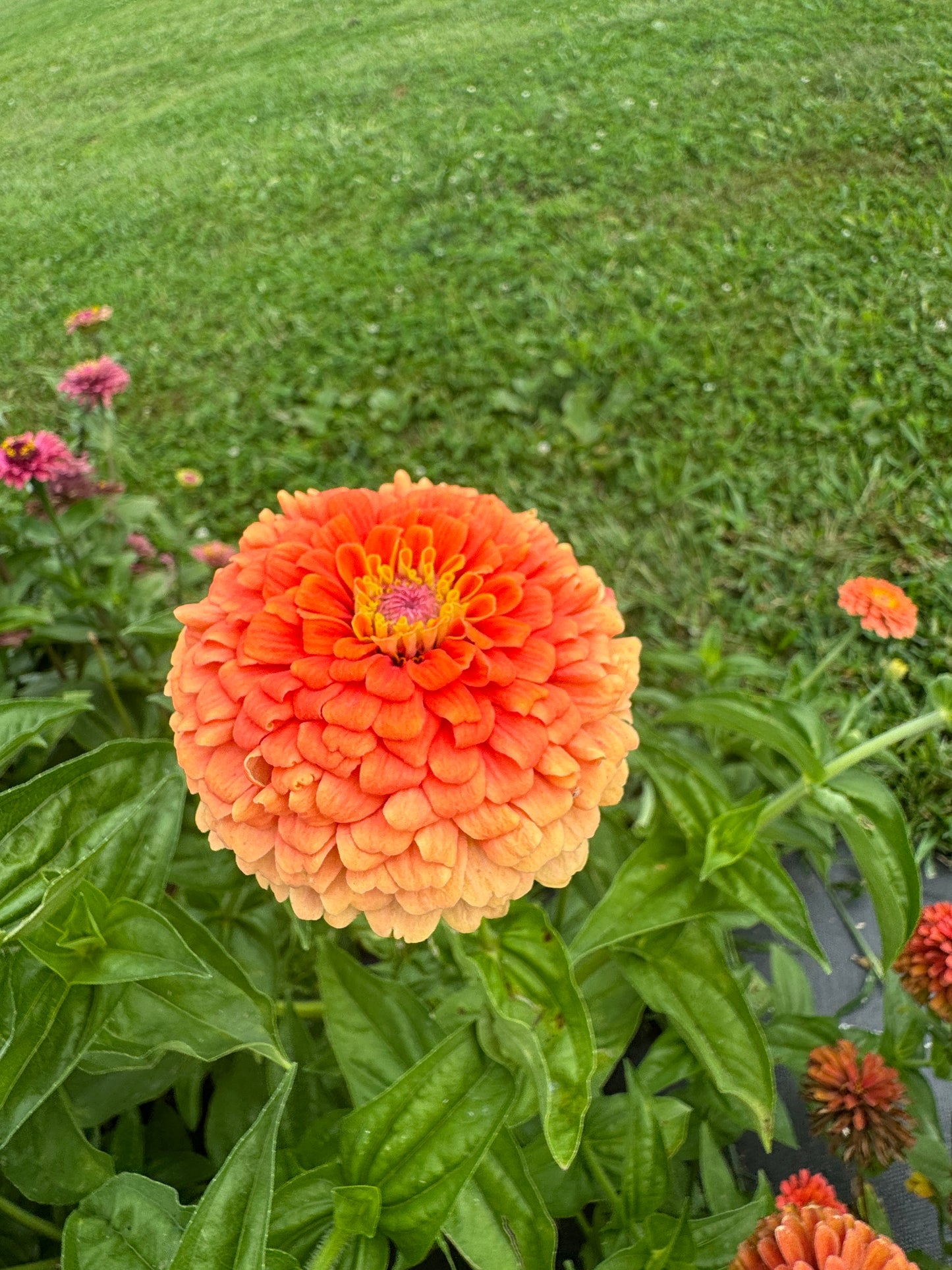 Zinnia Seed - Rainbow Mix