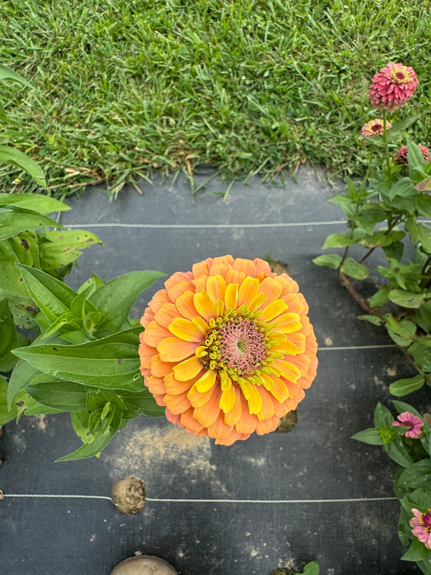 Zinnia Seed - Rainbow Mix