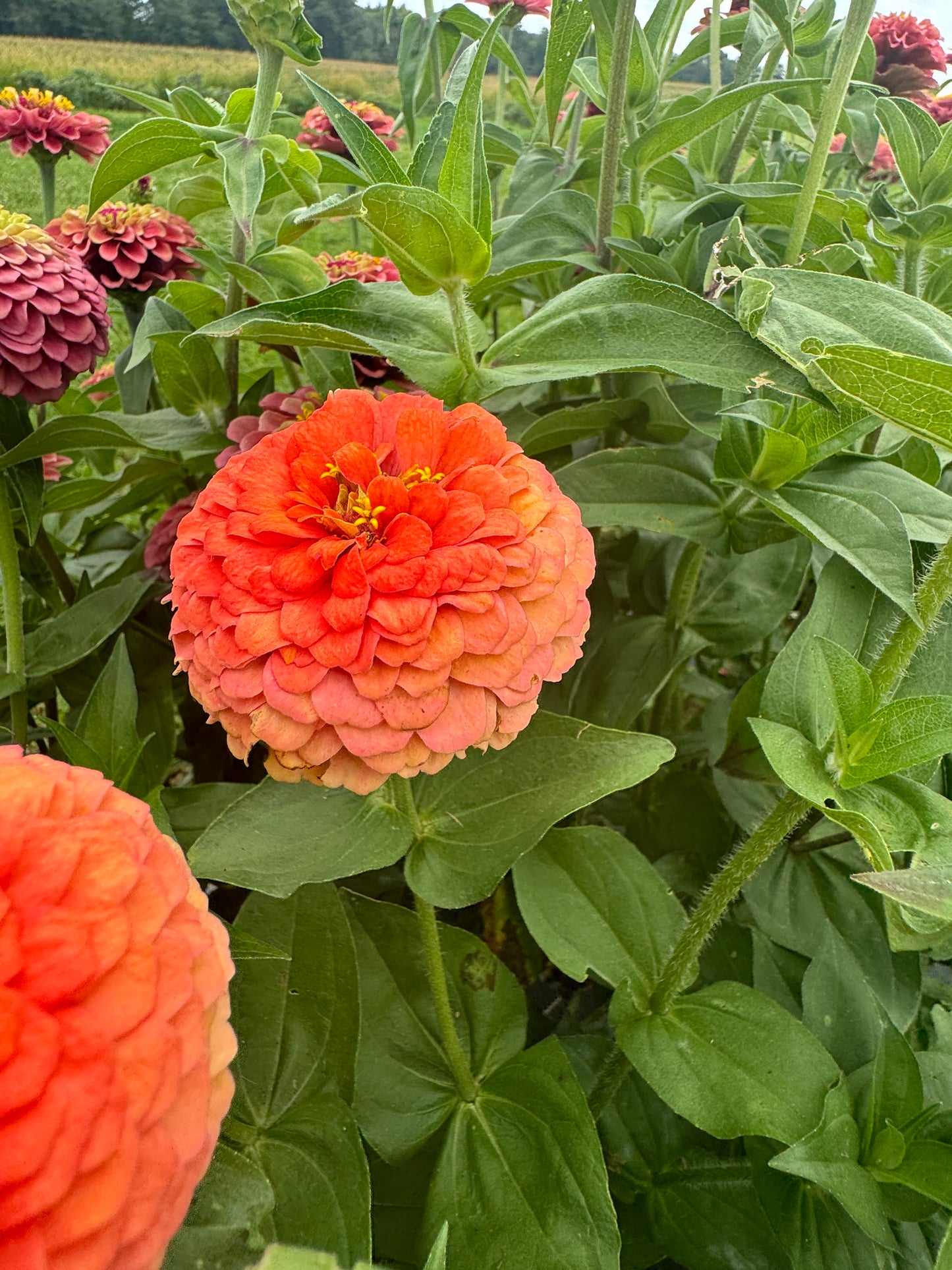 Zinnia Seed - Rainbow Mix