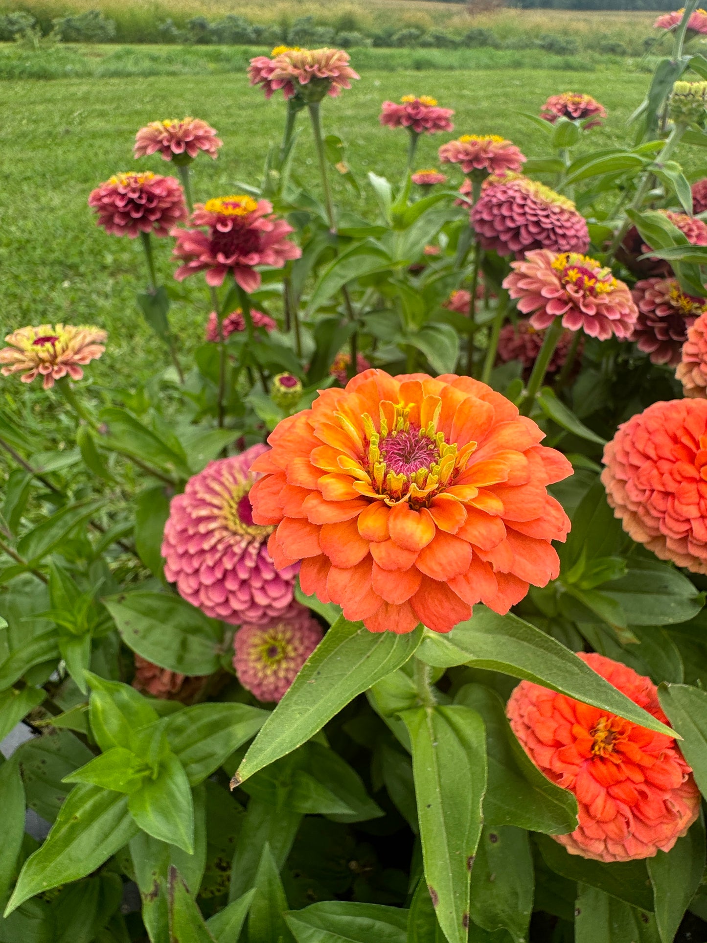 Zinnia Seed - Rainbow Mix