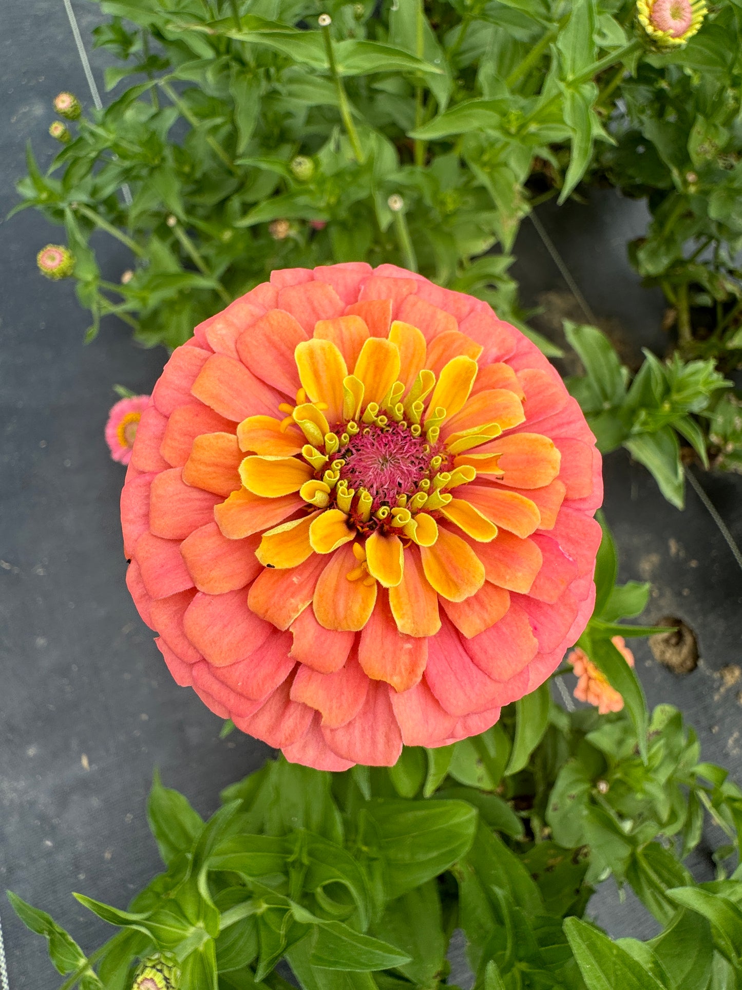 Zinnia Seed - Rainbow Mix