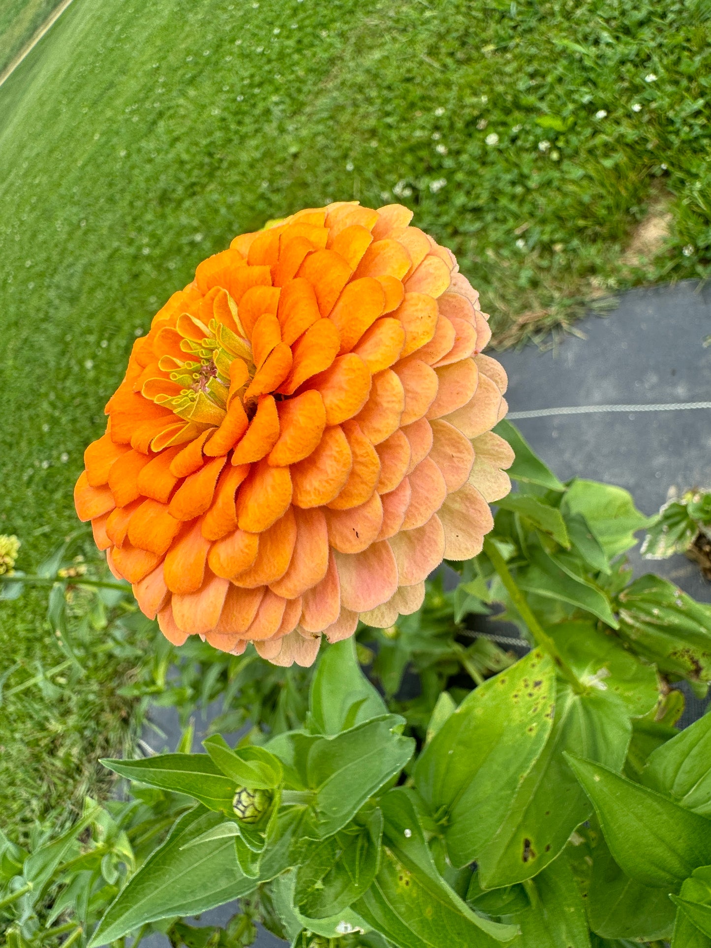 Zinnia Seed - Rainbow Mix