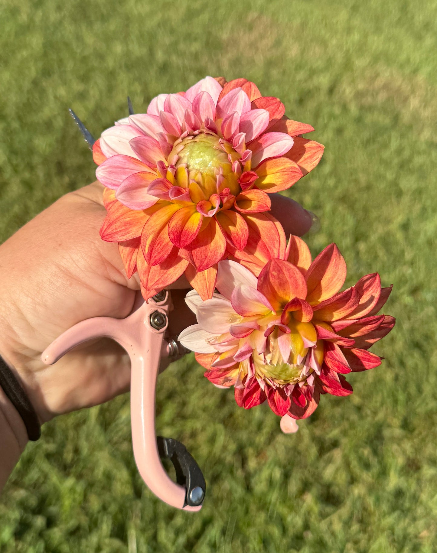 Mocha Jo - Dahlia - Tuber