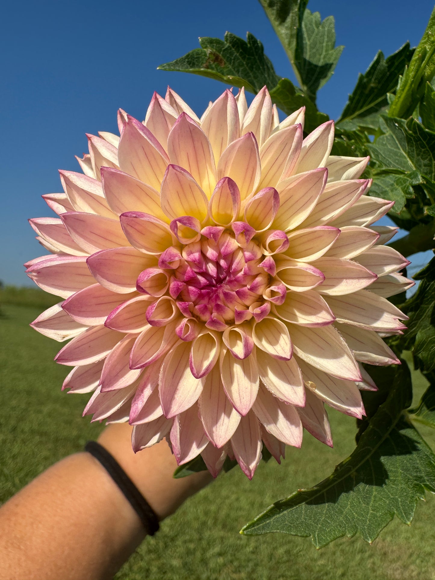 Valley Porcupine - Dahlia Tuber